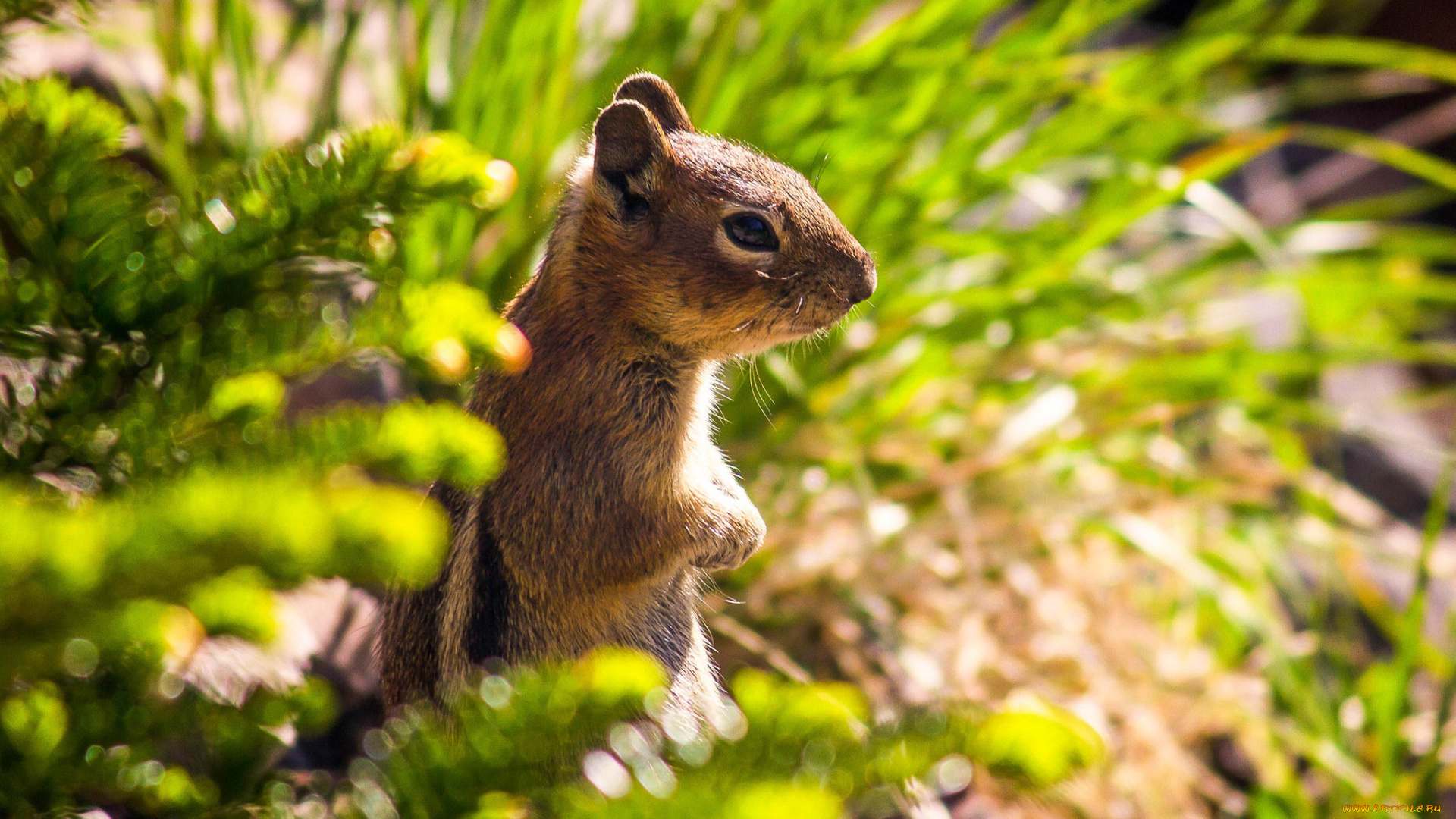 животные, белки, бурундук, стойка, зверёк, грызун, chipmunk