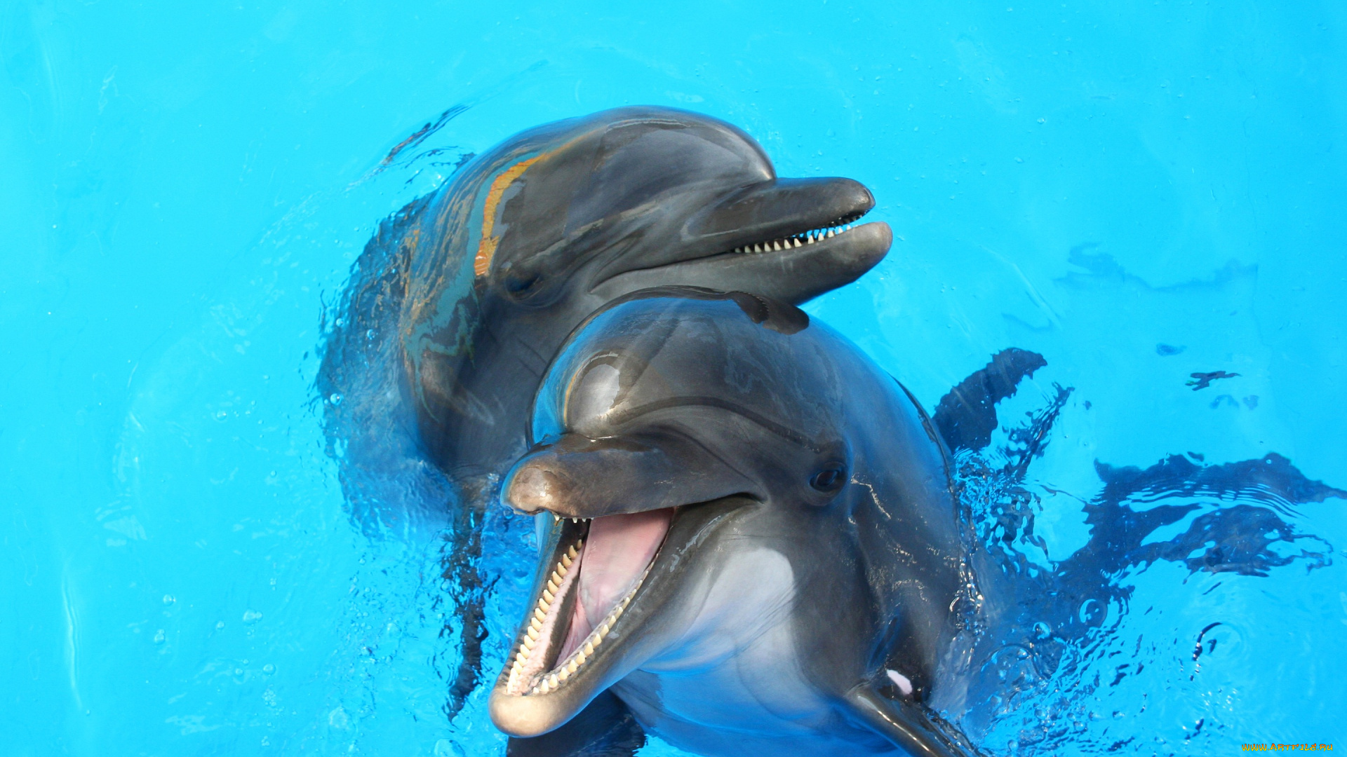 животные, дельфины, вода, пара