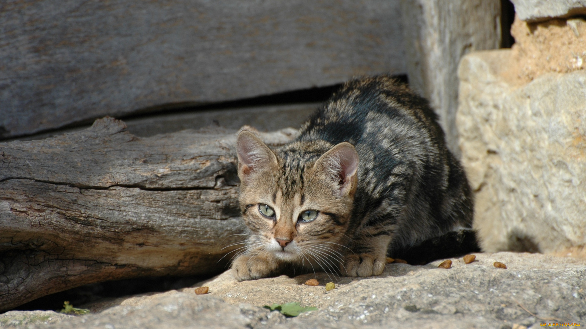 животные, коты, камень