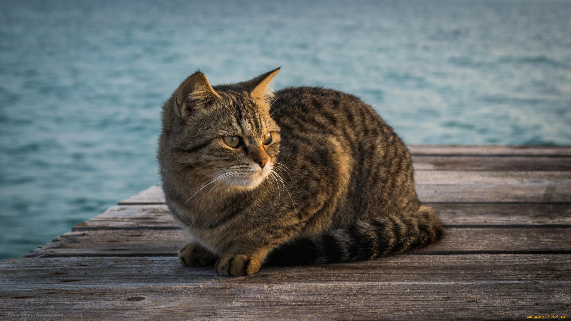 животные, коты, водоем