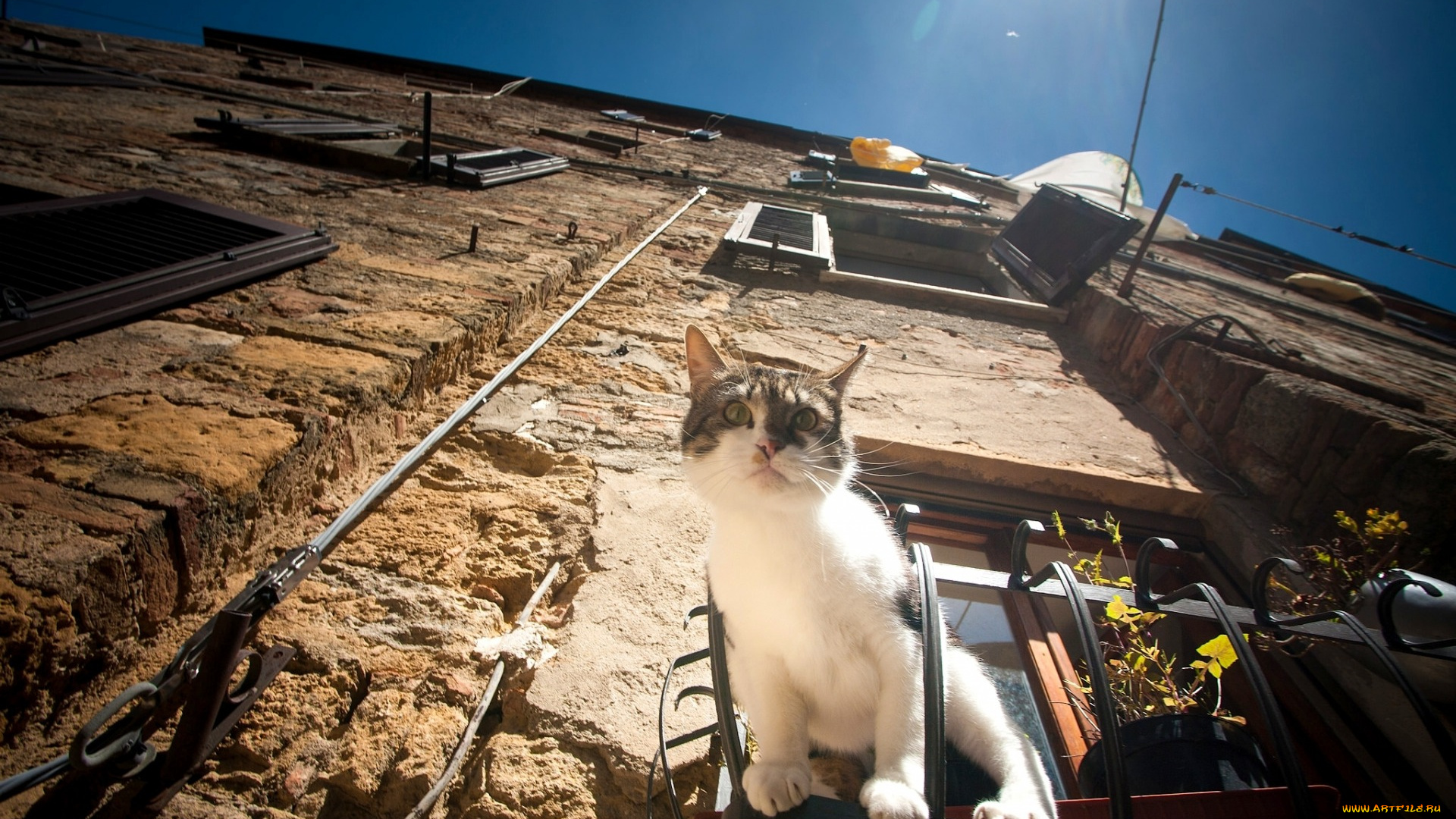 животные, коты, здание, окно