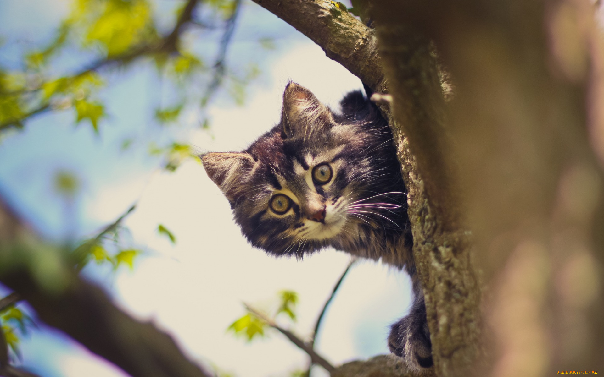 Картинки кот на дереве