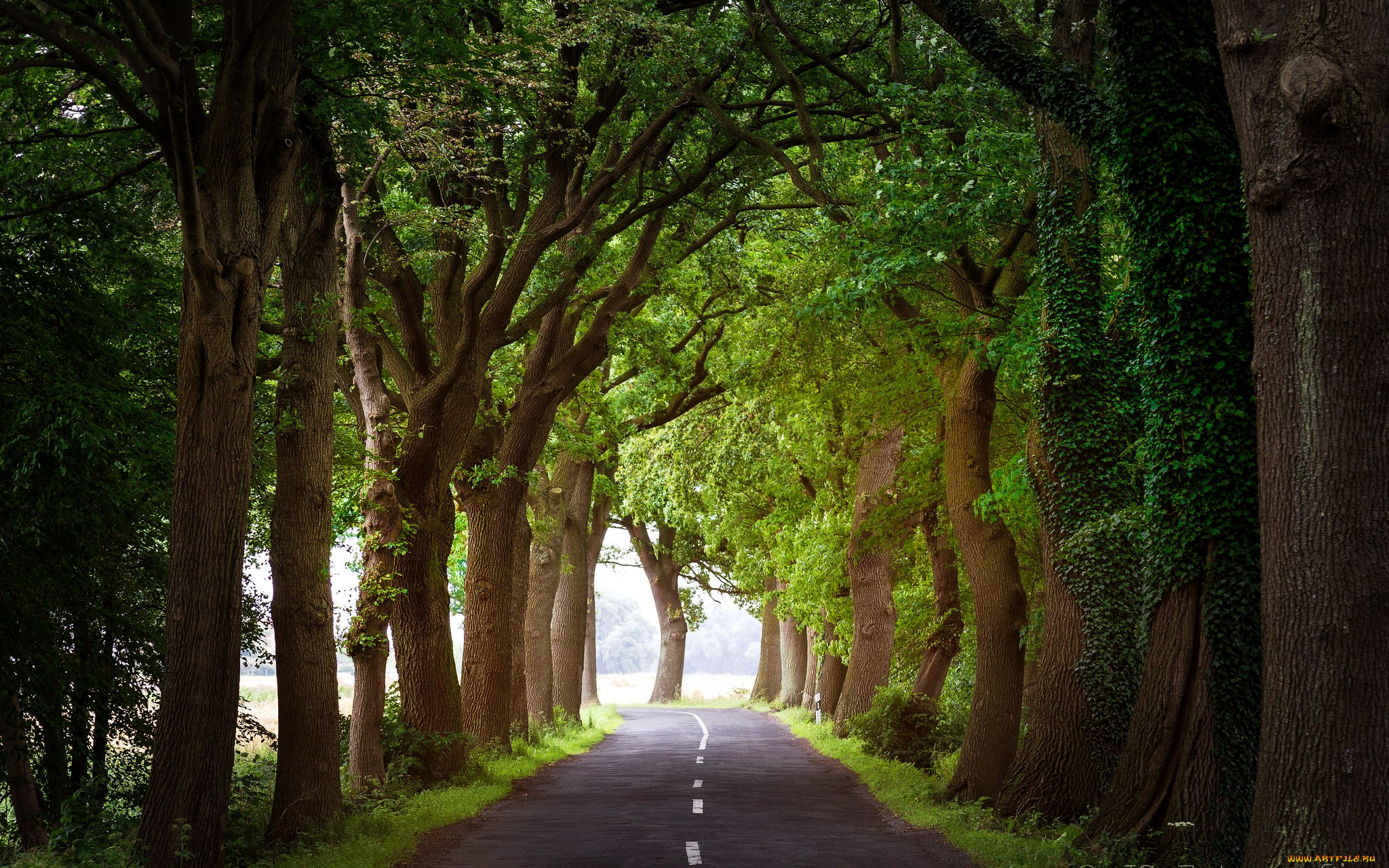 природа, дороги, аллея, шоссе, деревья