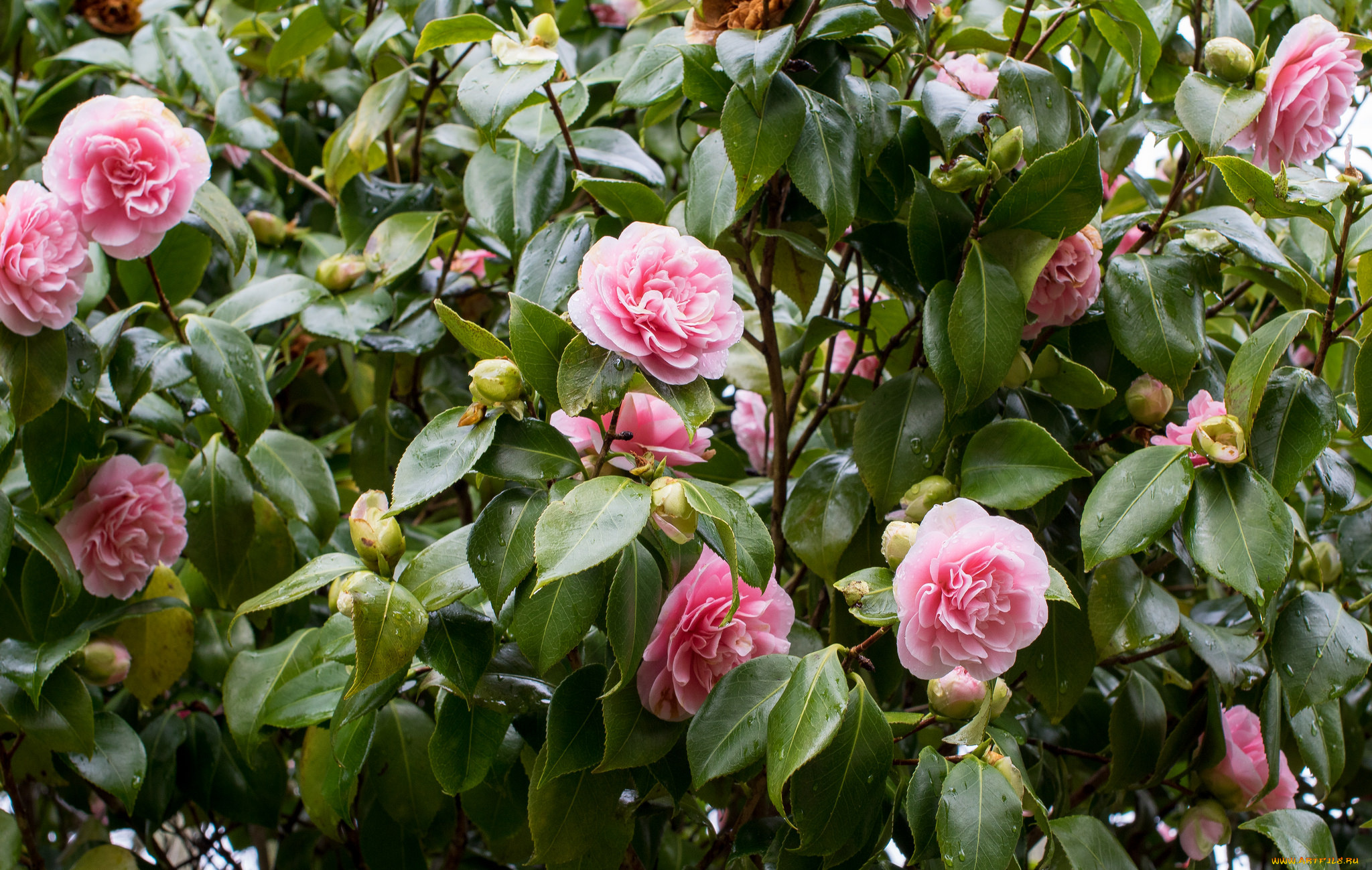 цветы, камелии, shrubs, бутон, flowering, bud, листья, leaf, camellia, кустарник, камелия, цветение