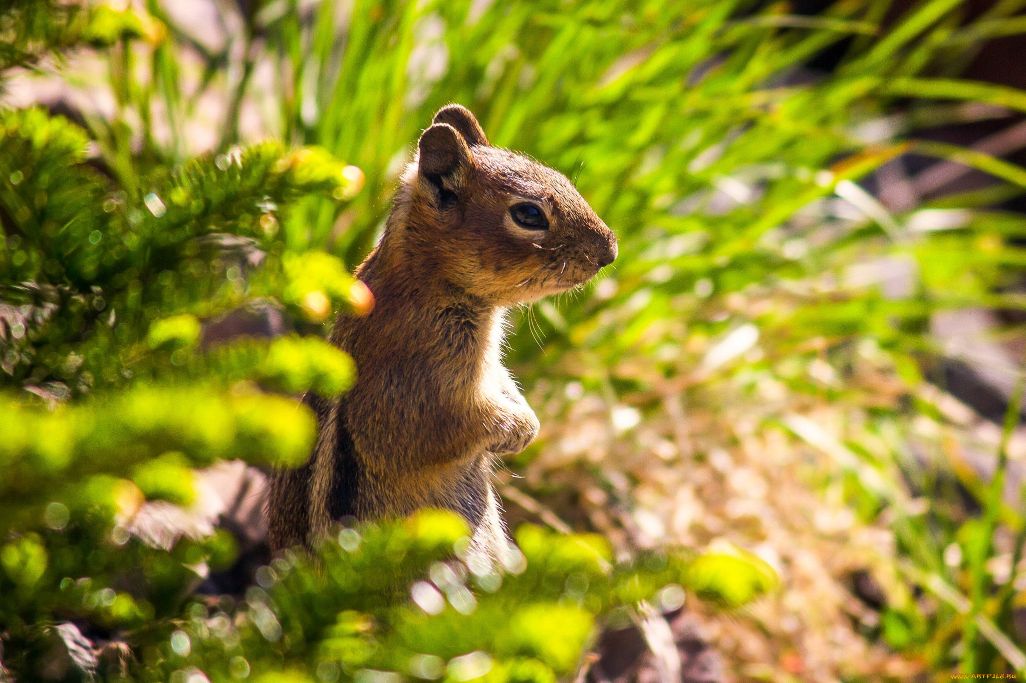 животные, белки, бурундук, стойка, зверёк, грызун, chipmunk