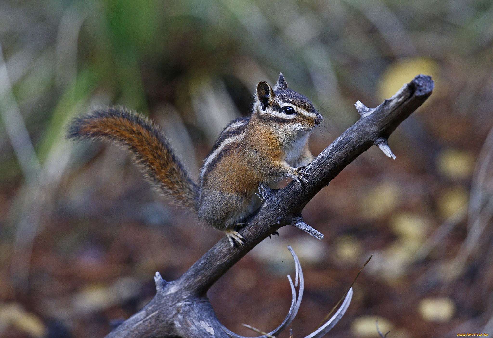 животные, бурундуки, грызун, бурундук, ветка, chipmunk