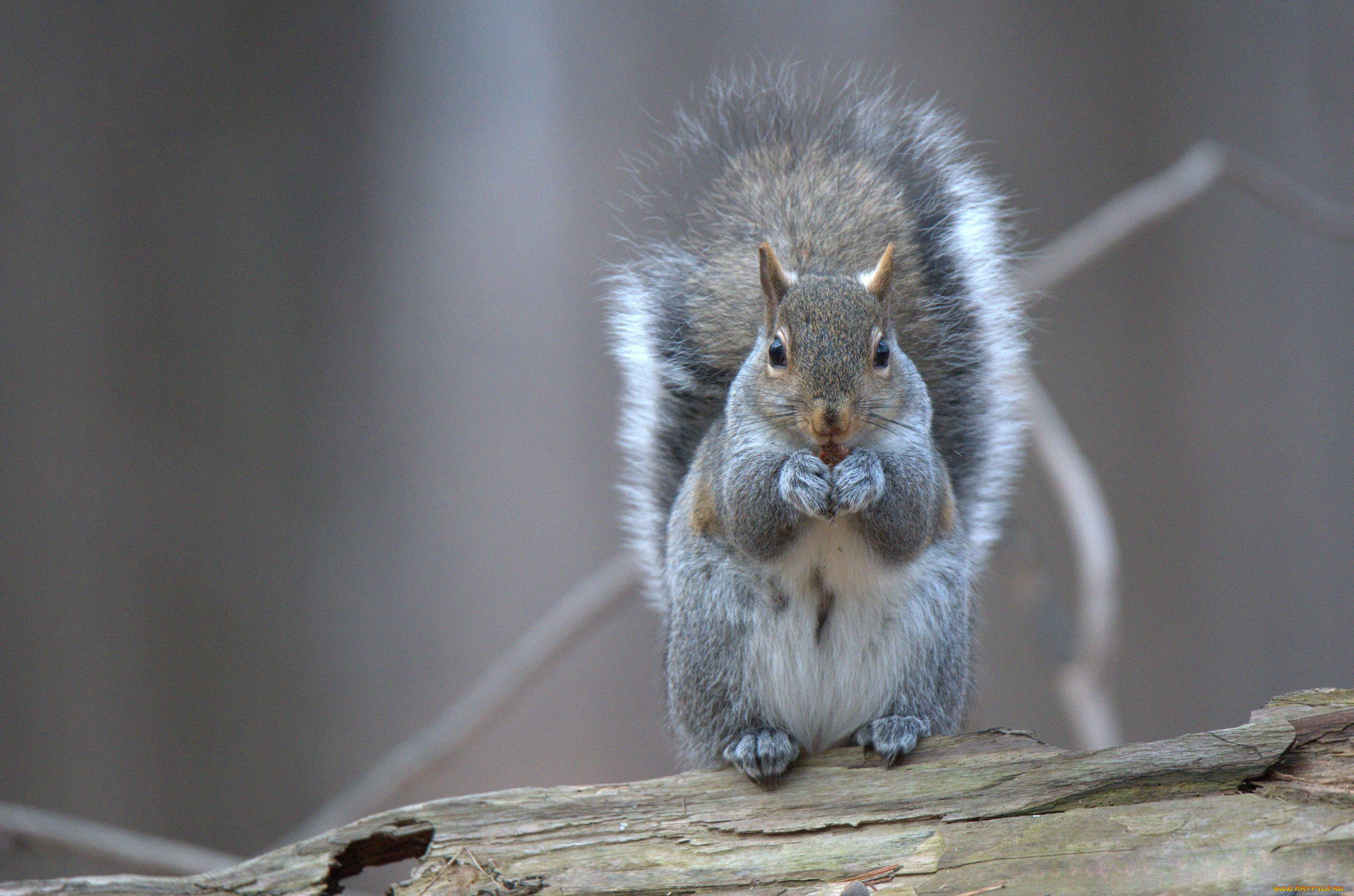 животные, белки, белка, грызун, squirrel