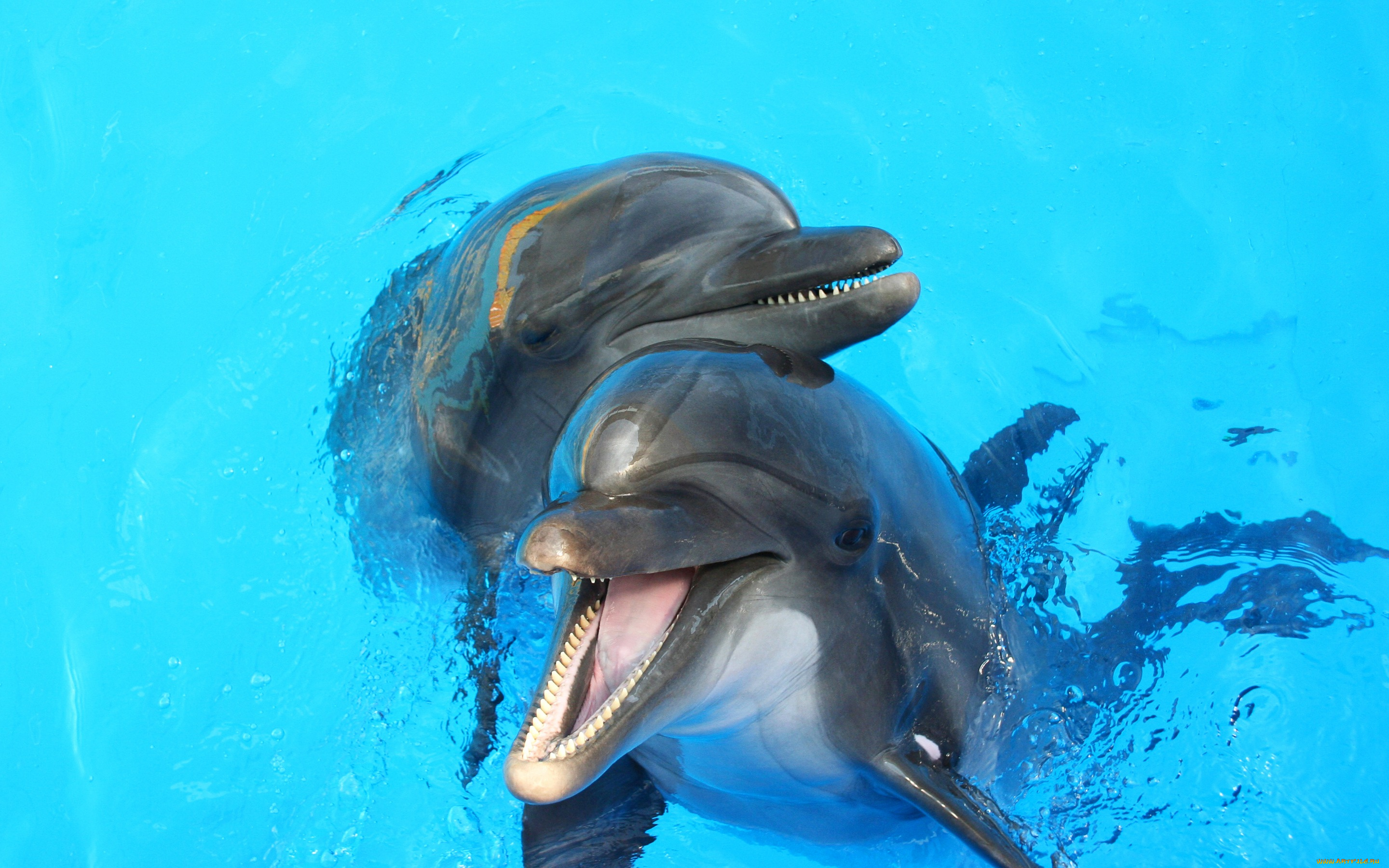 животные, дельфины, вода, пара