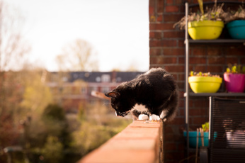 Картинка животные коты горшки балкон