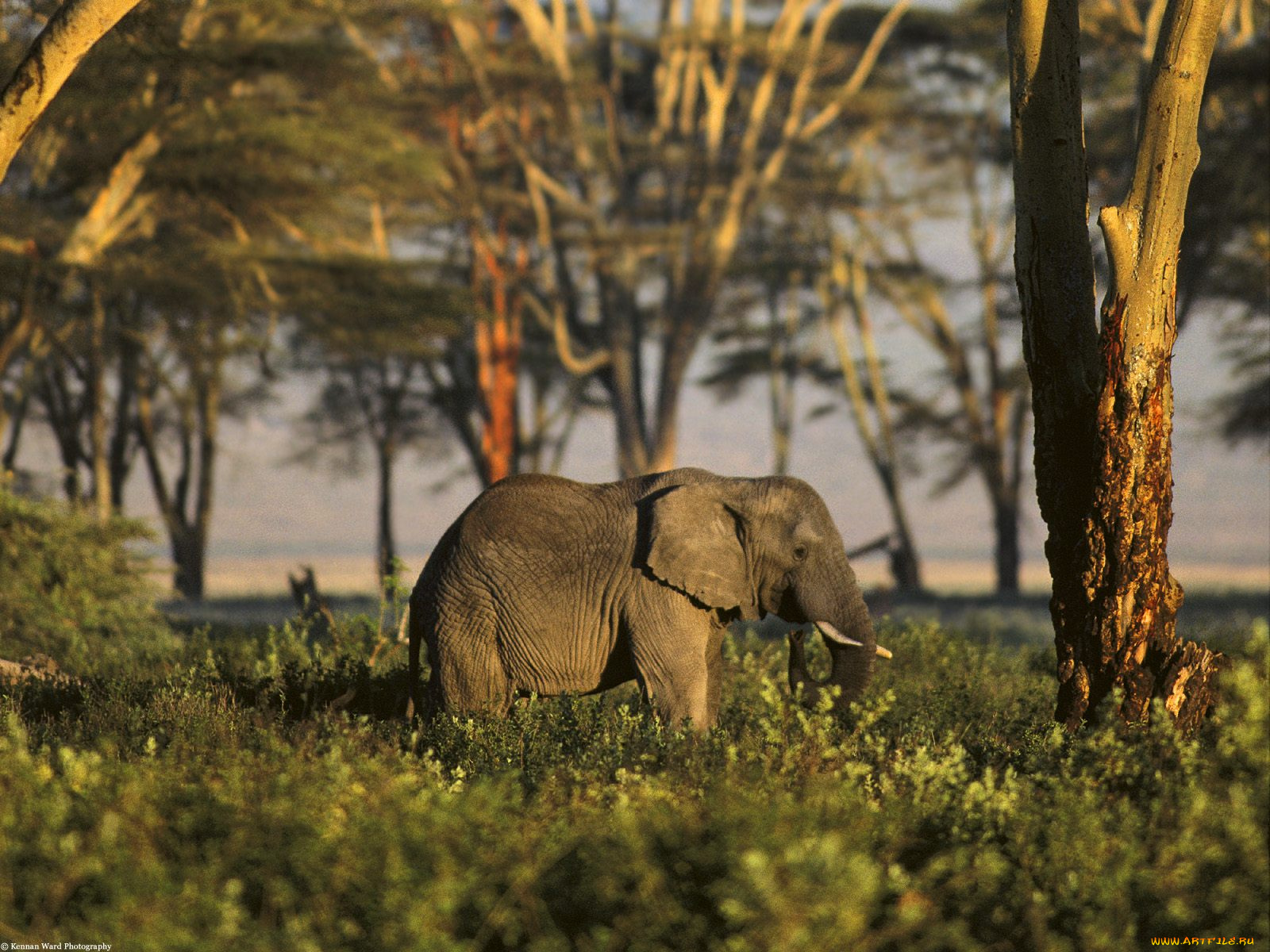 african, elephant, tanzania, africa, животные, слоны