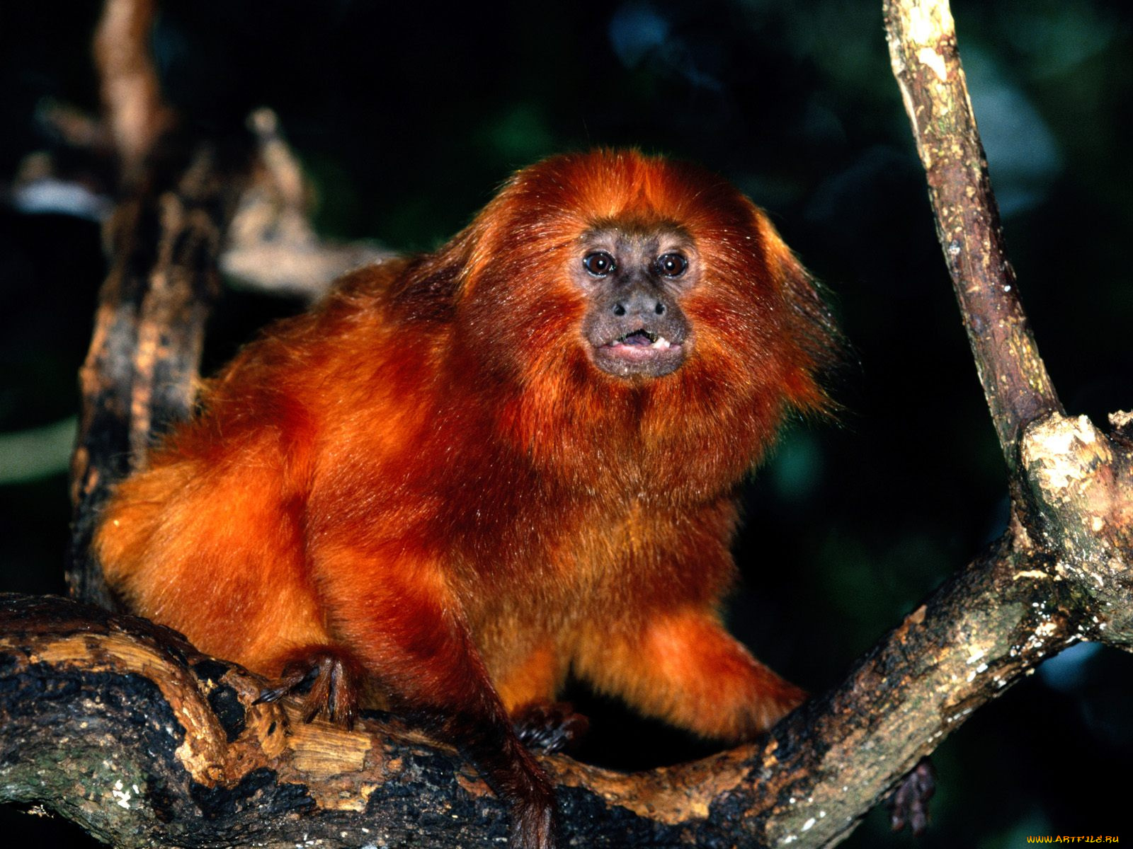 golden, lion, tamarin, животные, обезьяны