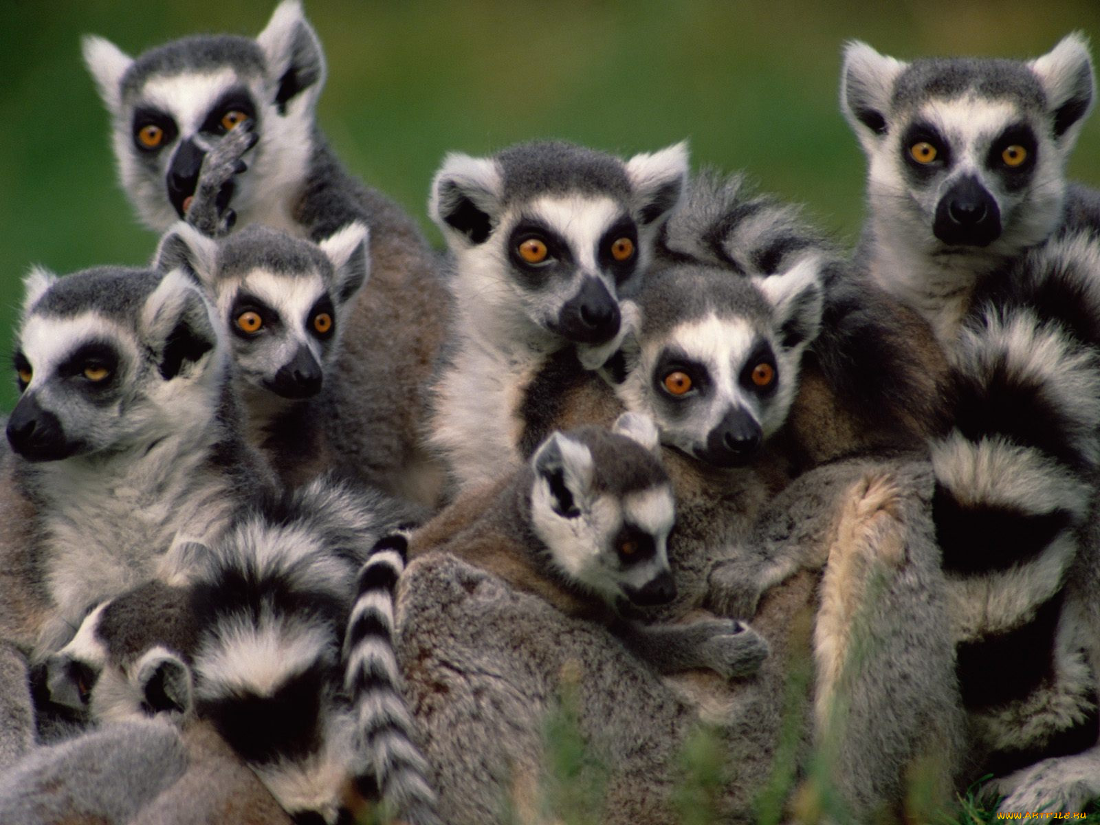 grouping, of, ring, tailed, lemurs, животные, лемуры