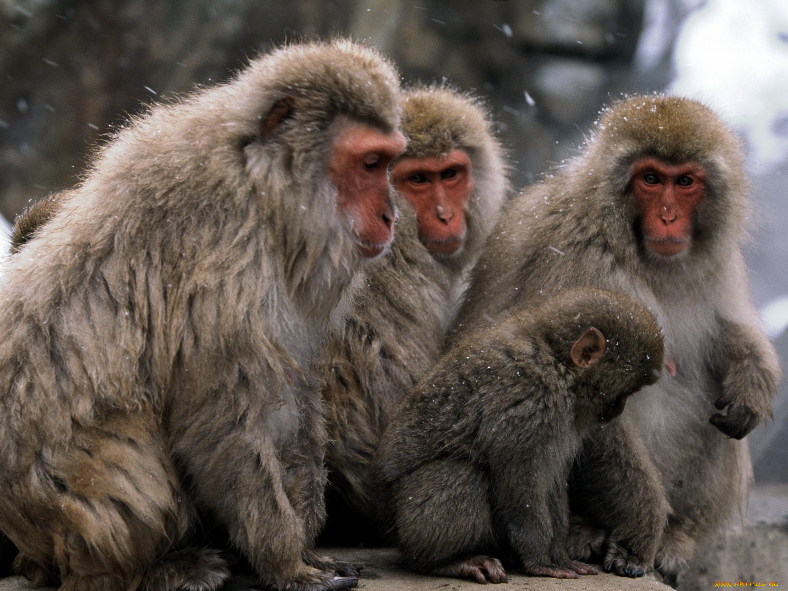 japanese, snow, monkey, животные, обезьяны
