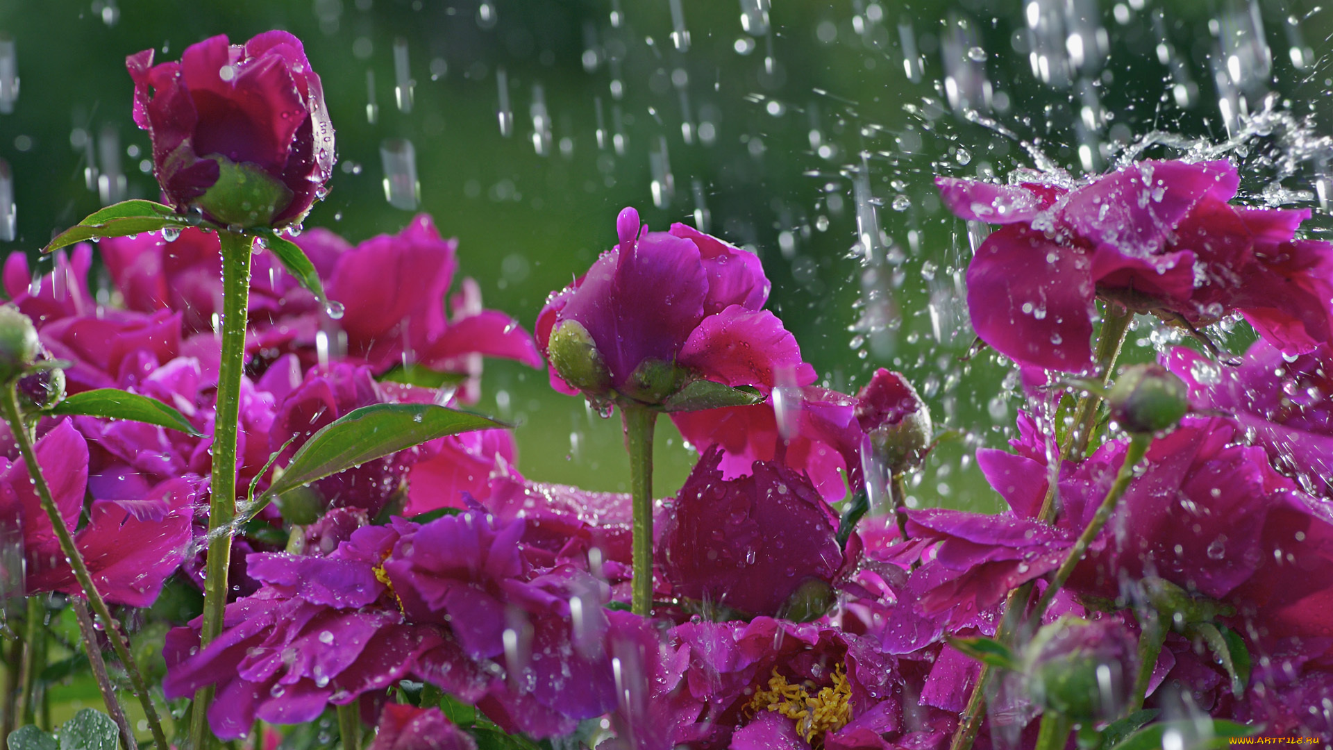 дождь, капля, цветок, ирис, лето загрузить