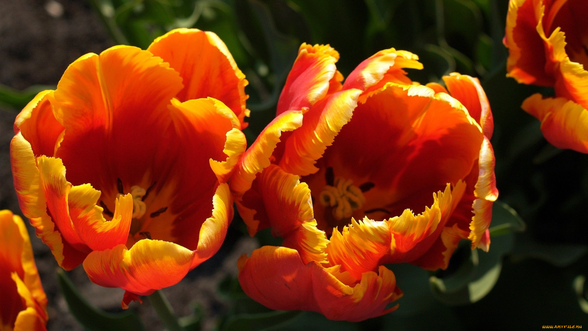 цветы, тюльпаны, оранжевый