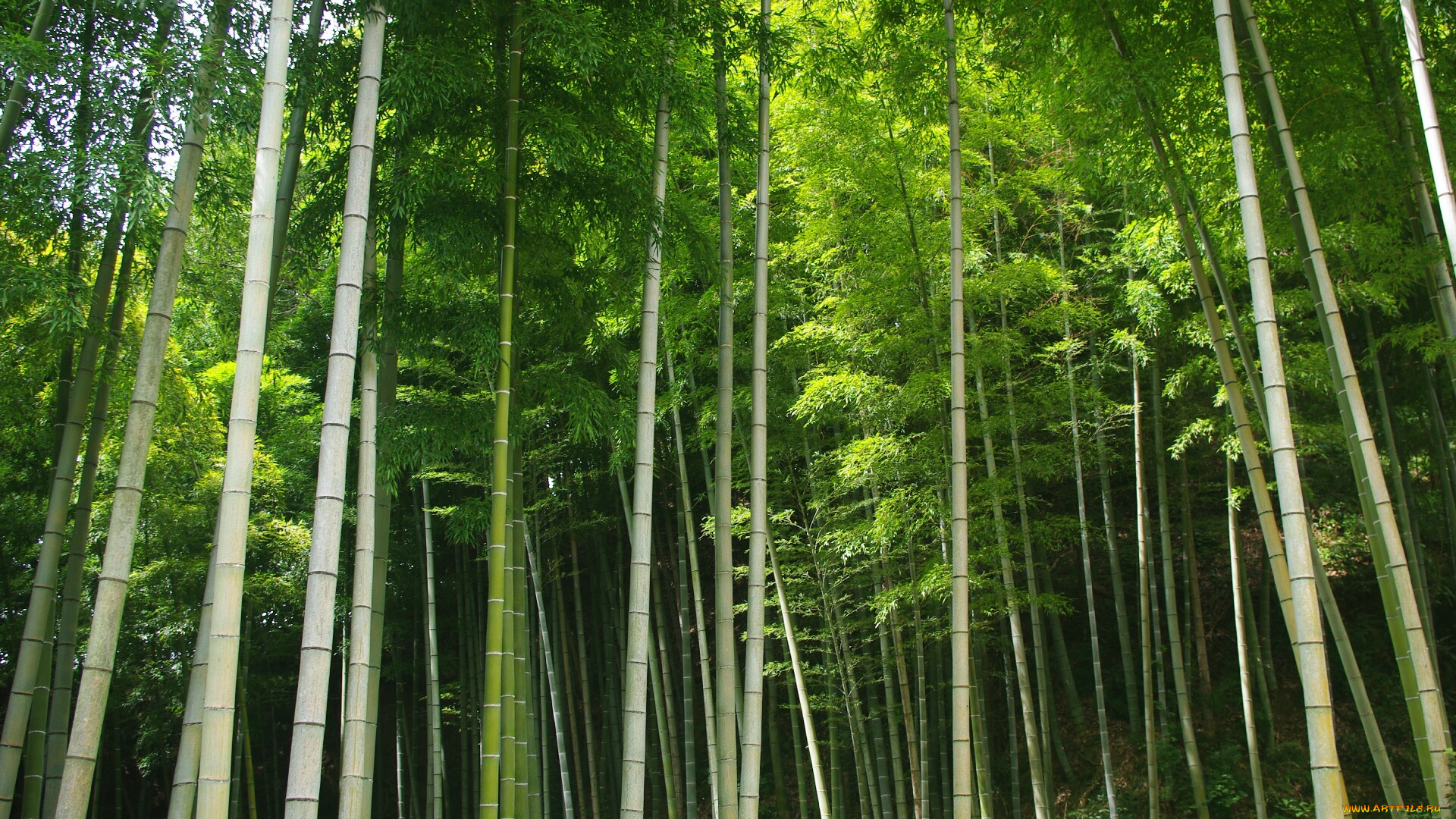природа, лес, зелённый, листья, бамбук