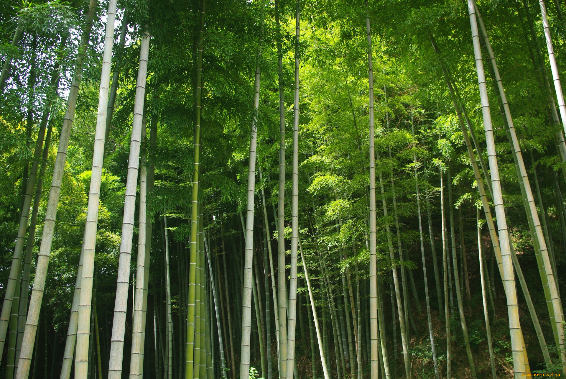 природа, лес, зелённый, листья, бамбук