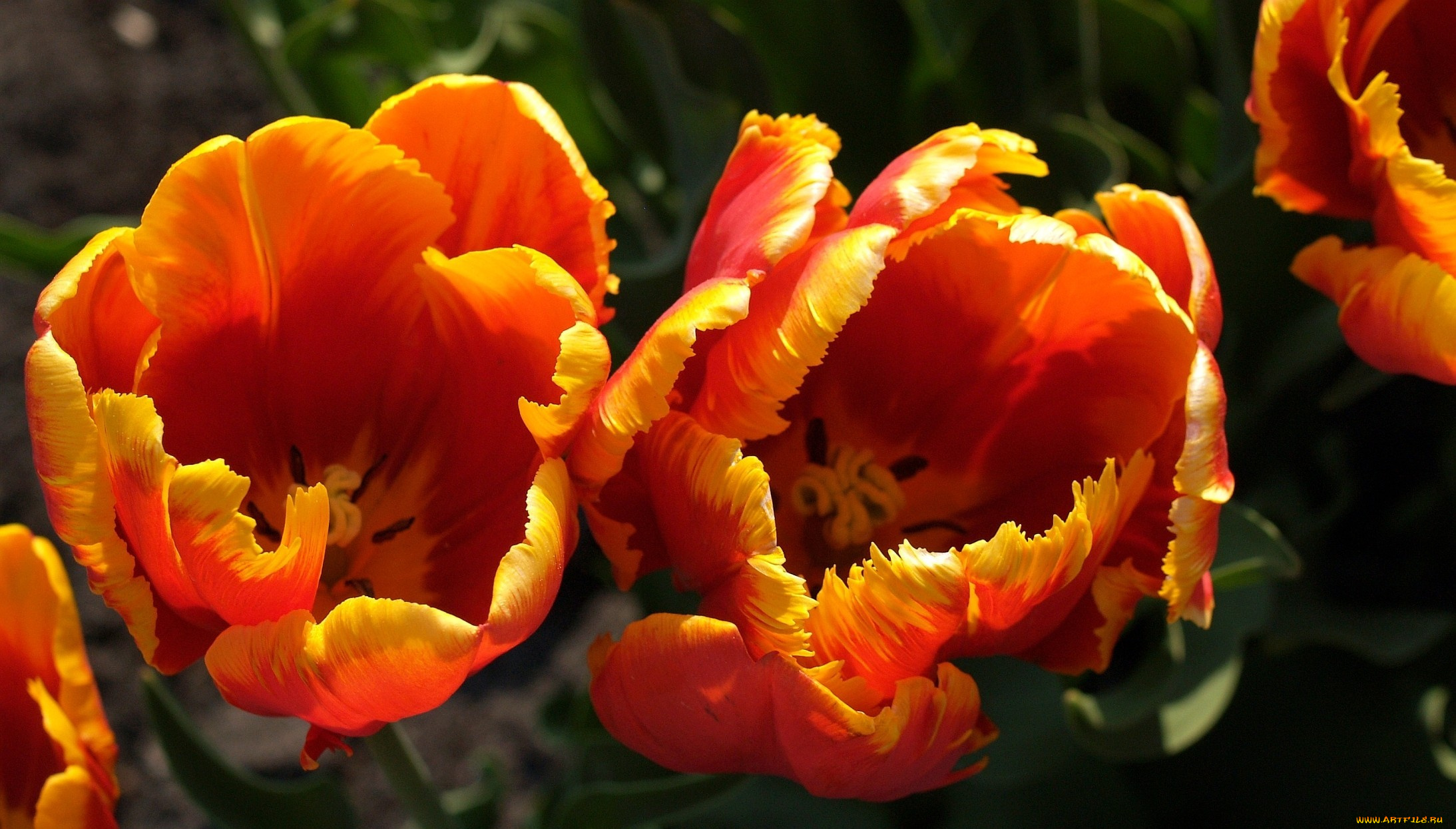 цветы, тюльпаны, оранжевый