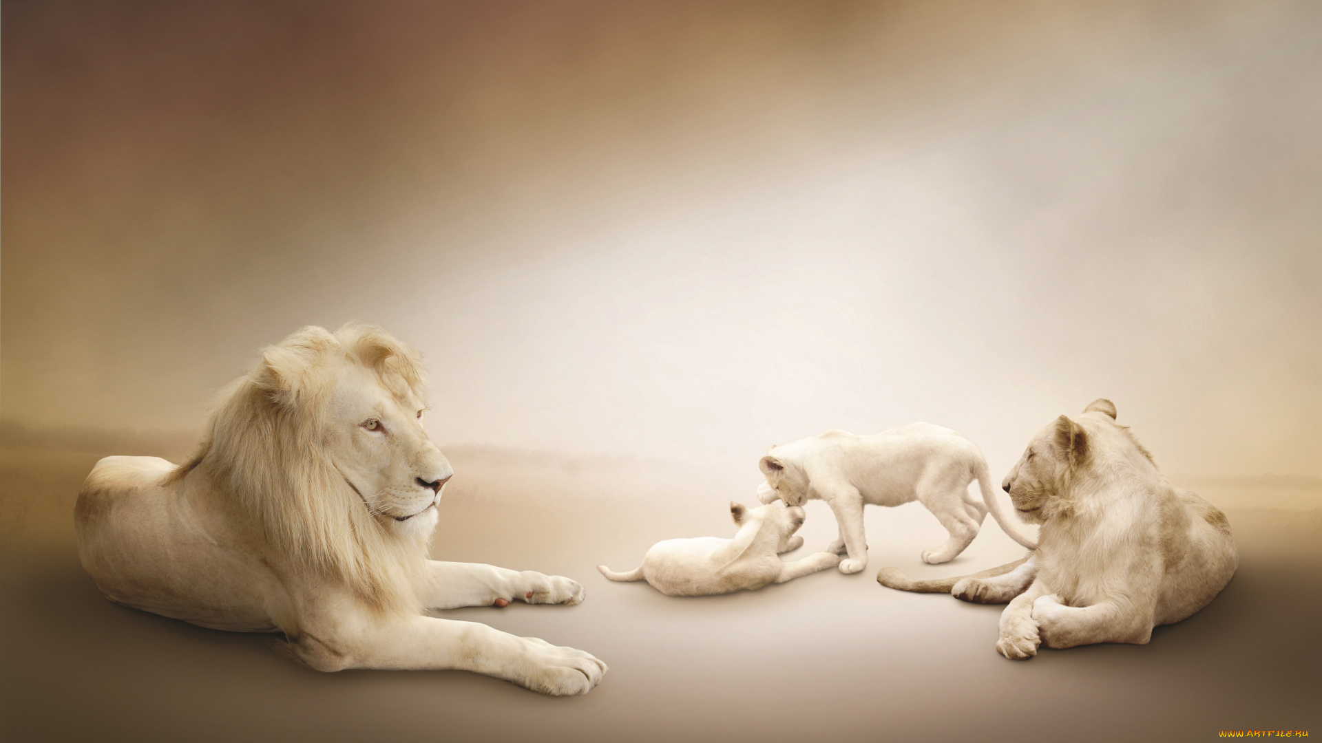 животные, львы, львята, играют, львица, лев, семейство, белые