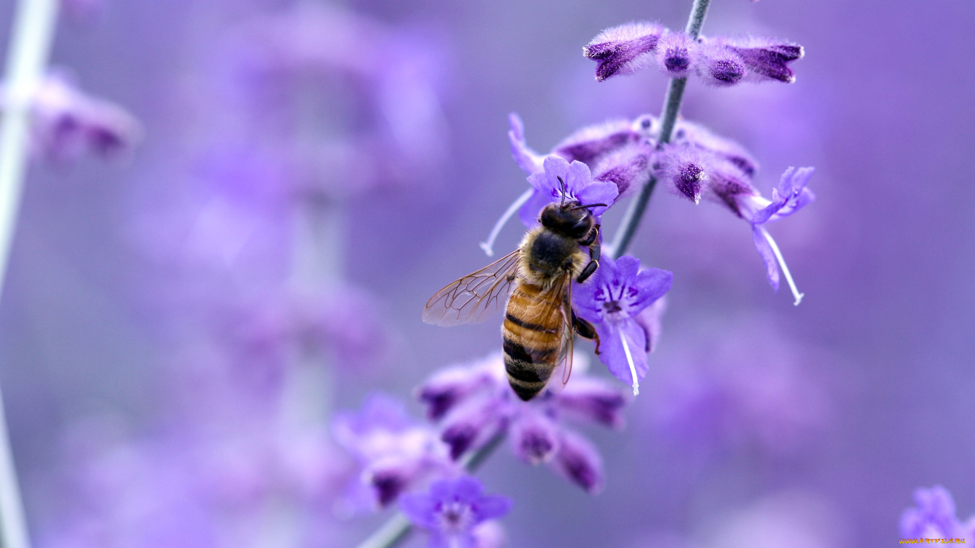 животные, пчелы, осы, шмели, макро, насекомое, пчела, цветок