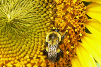 подсолнух шмель sunflower bumblebee скачать