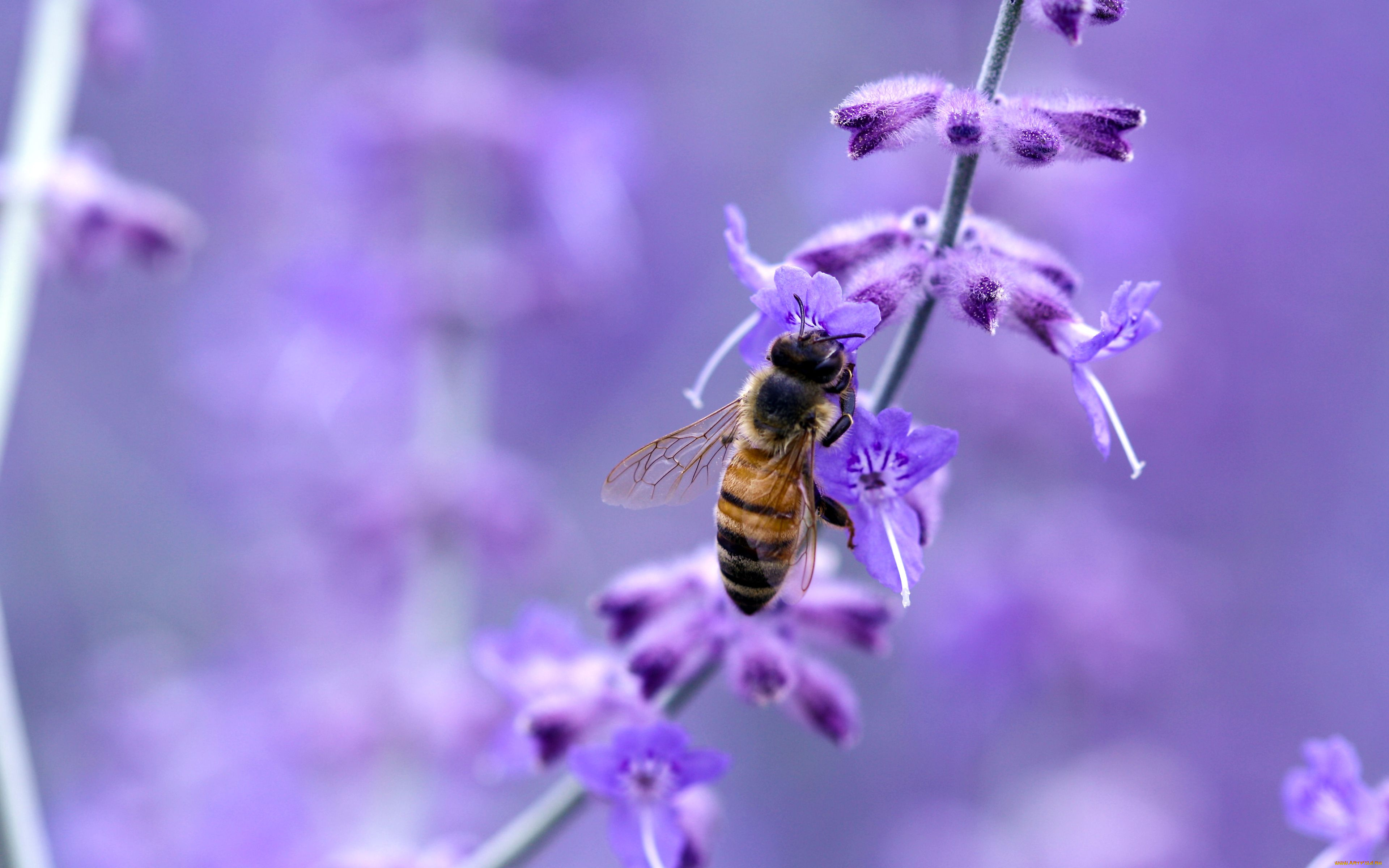 животные, пчелы, осы, шмели, макро, насекомое, пчела, цветок