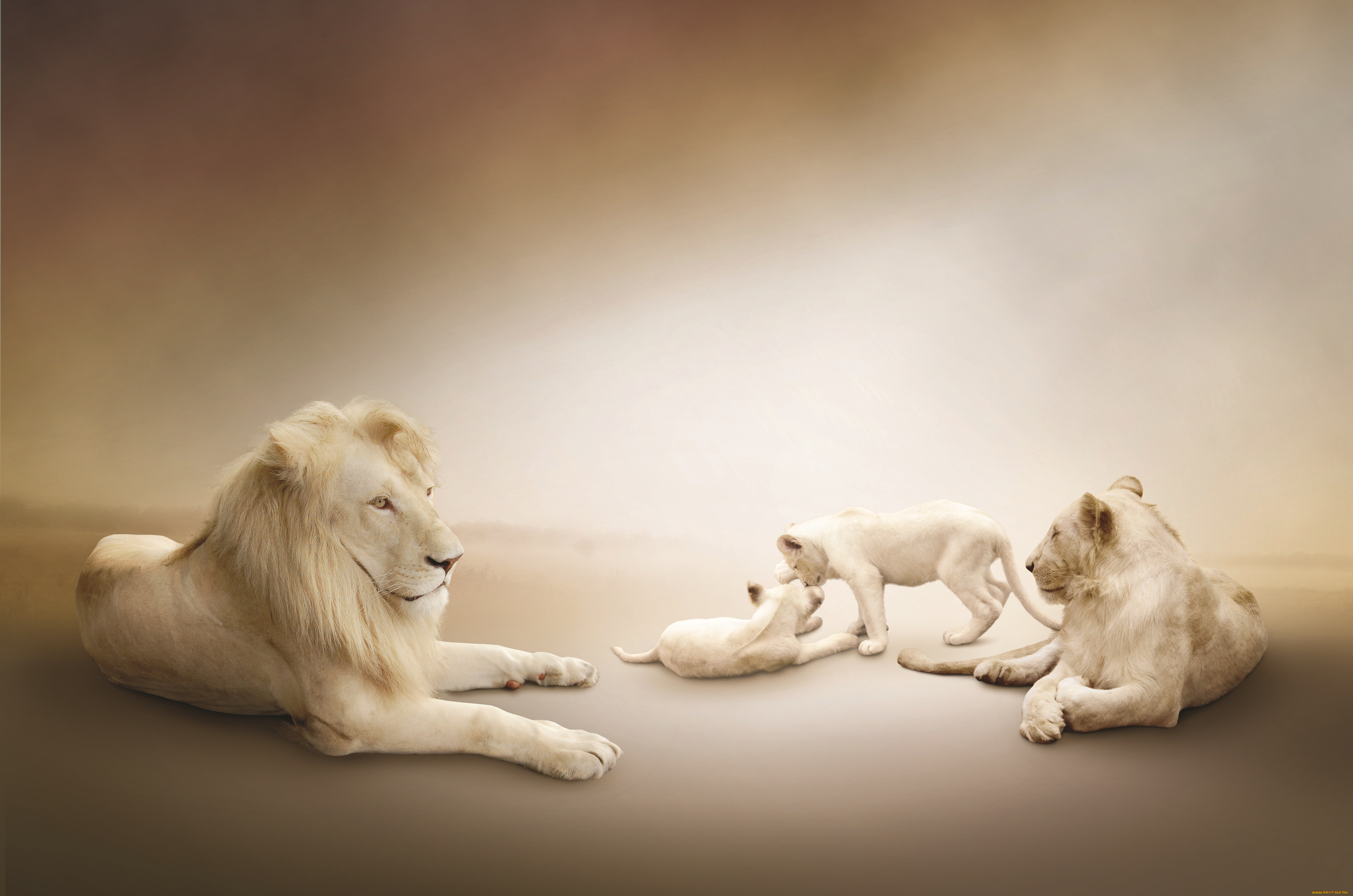 животные, львы, львята, играют, львица, лев, семейство, белые