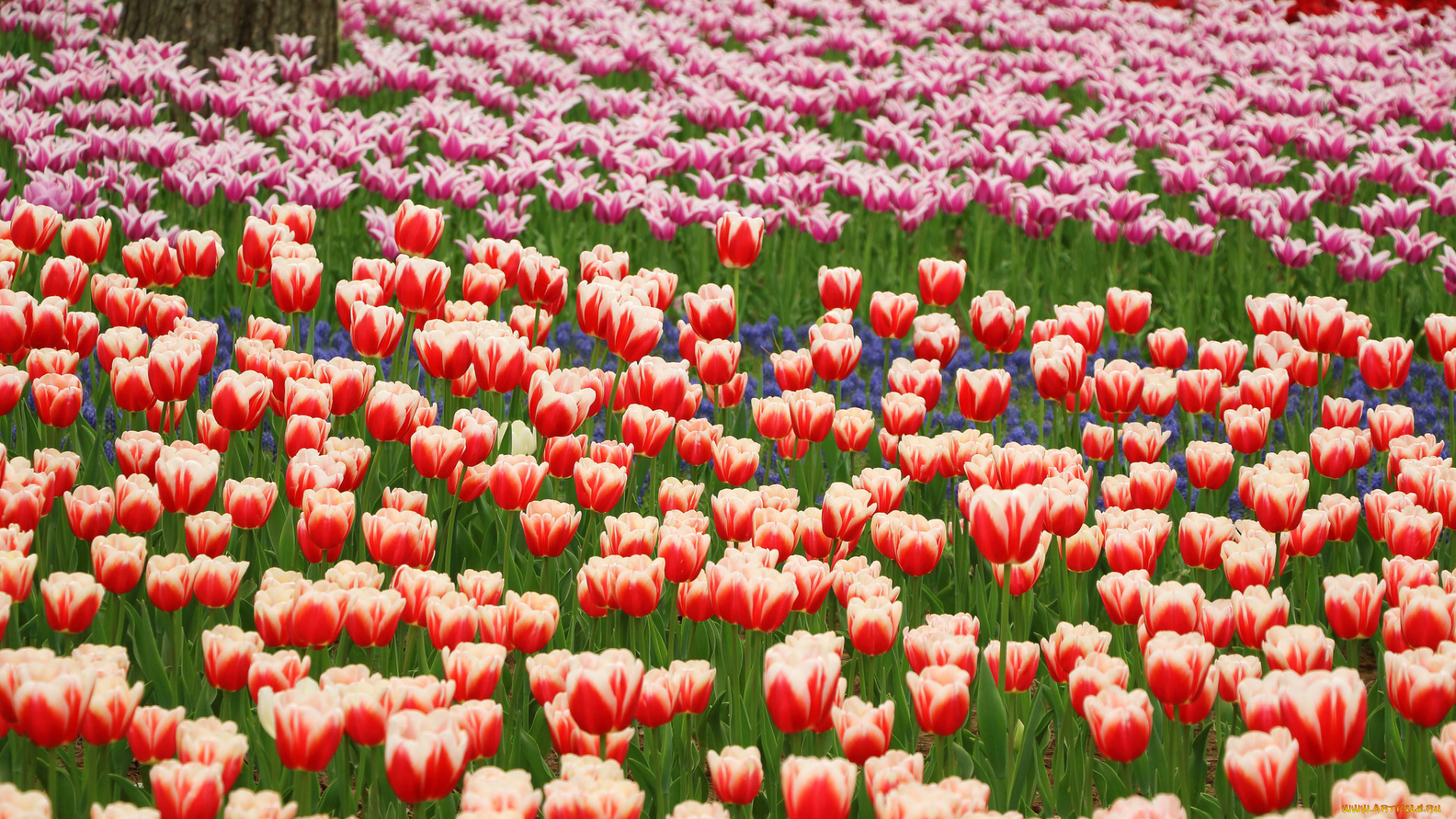 цветы, тюльпаны, парк, красные, оранжевые, синие, лепестки