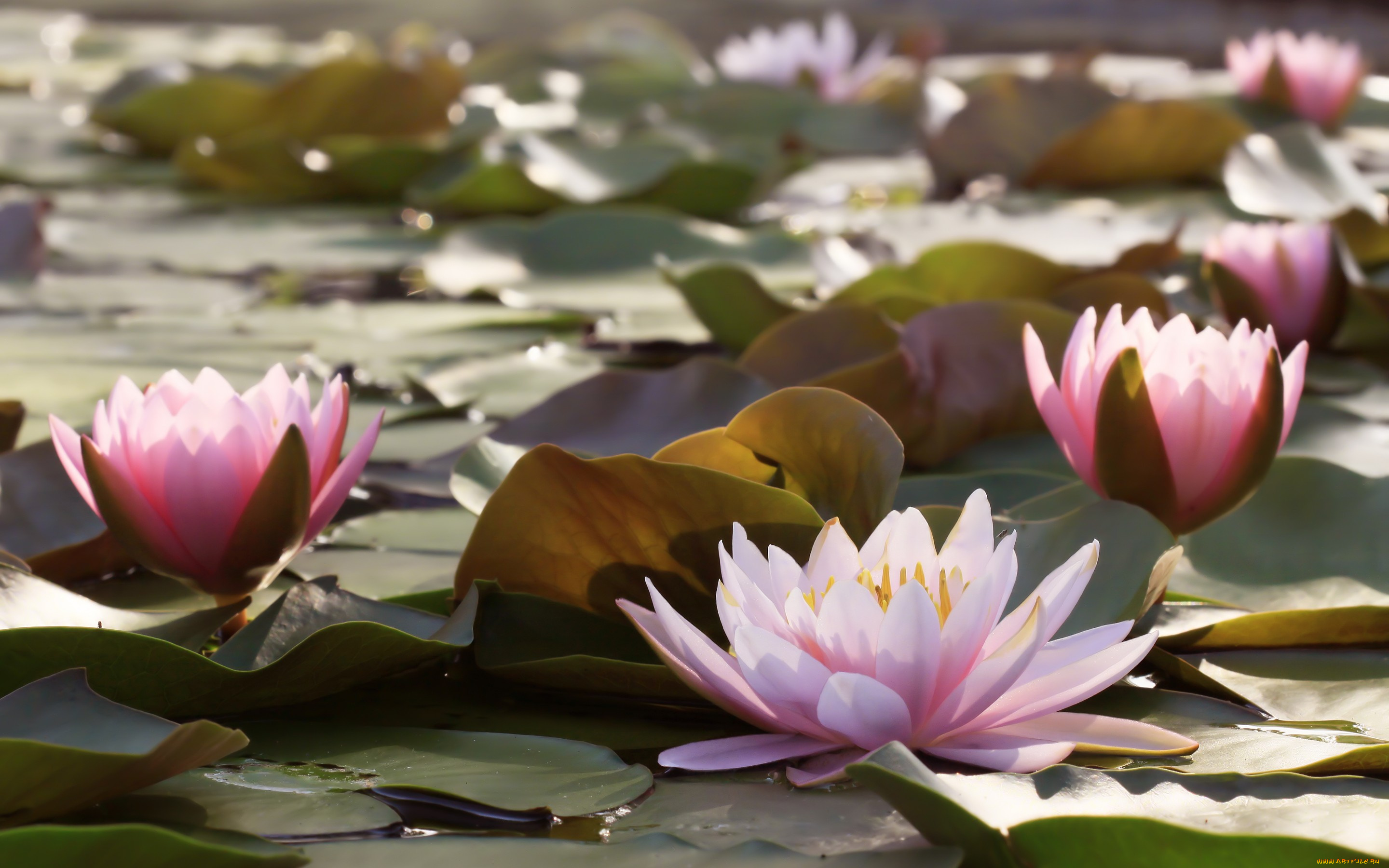 цветы, лилии, водяные, , нимфеи, , кувшинки, водяные, лилии, листья, вода, water, lilies, leaves