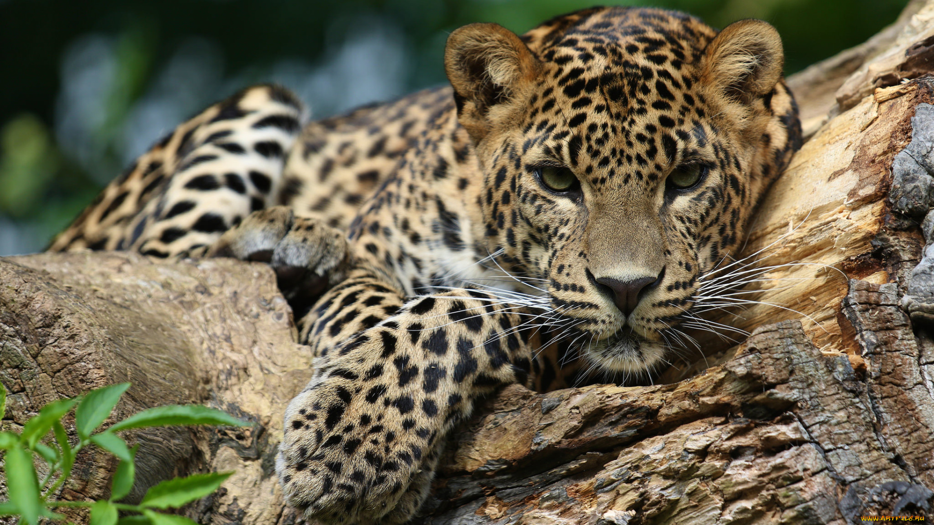 jaguar, животные, Ягуары, ягуар
