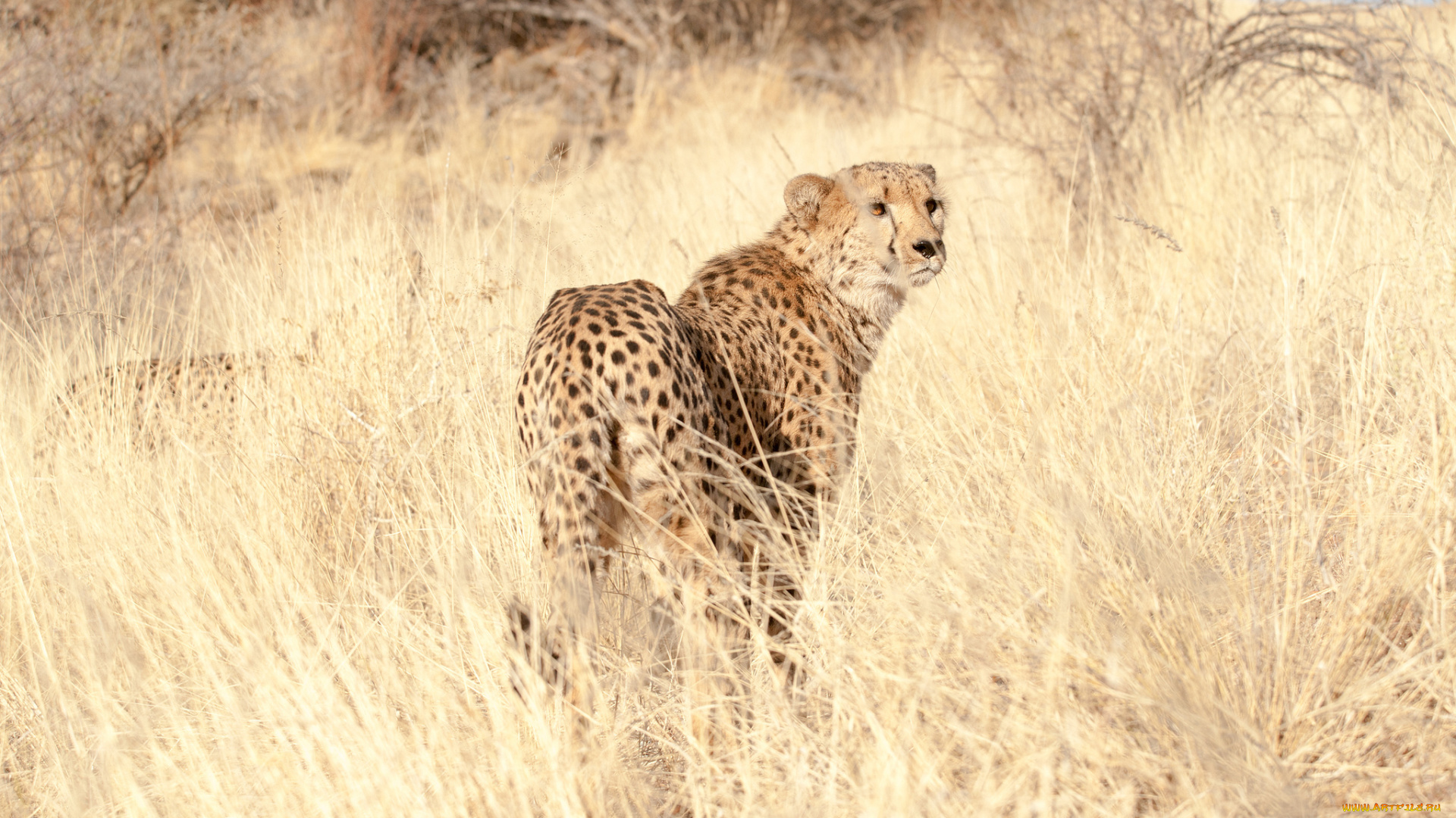 животные, гепарды, трава, взгляд, хищник, cheetah, гепард