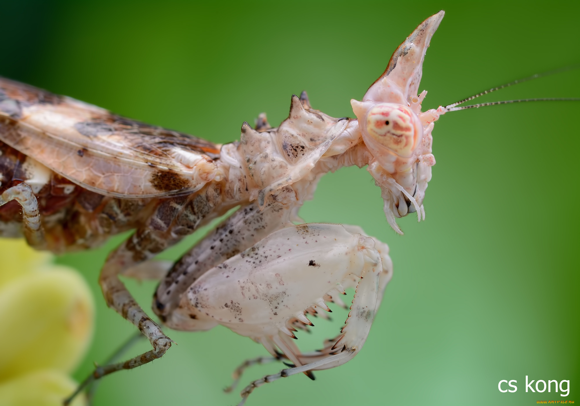 природа животные насекомые богомол макро скачать