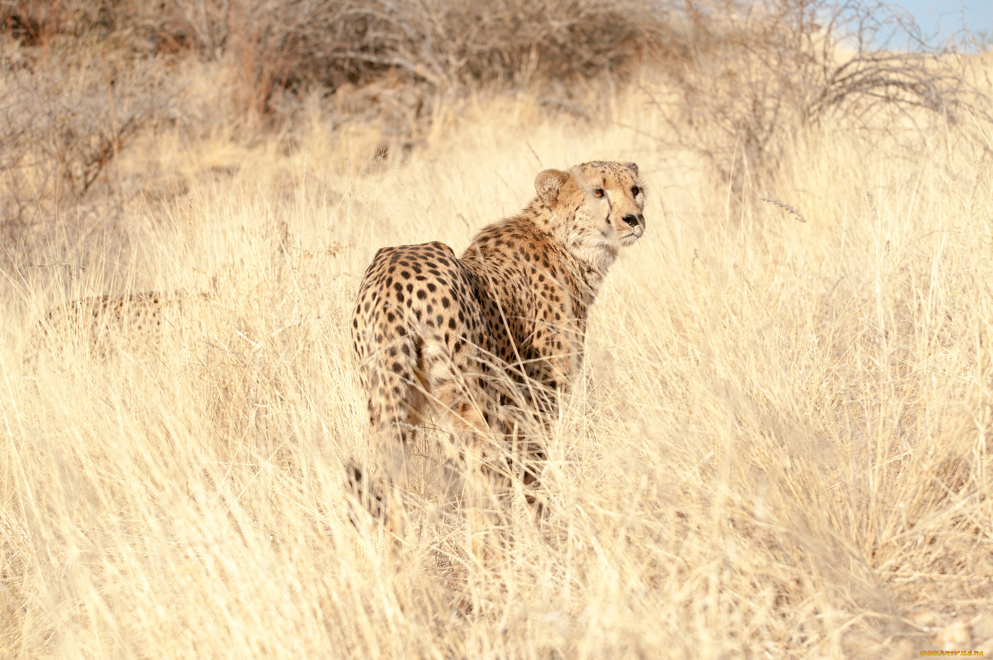 животные, гепарды, трава, взгляд, хищник, cheetah, гепард