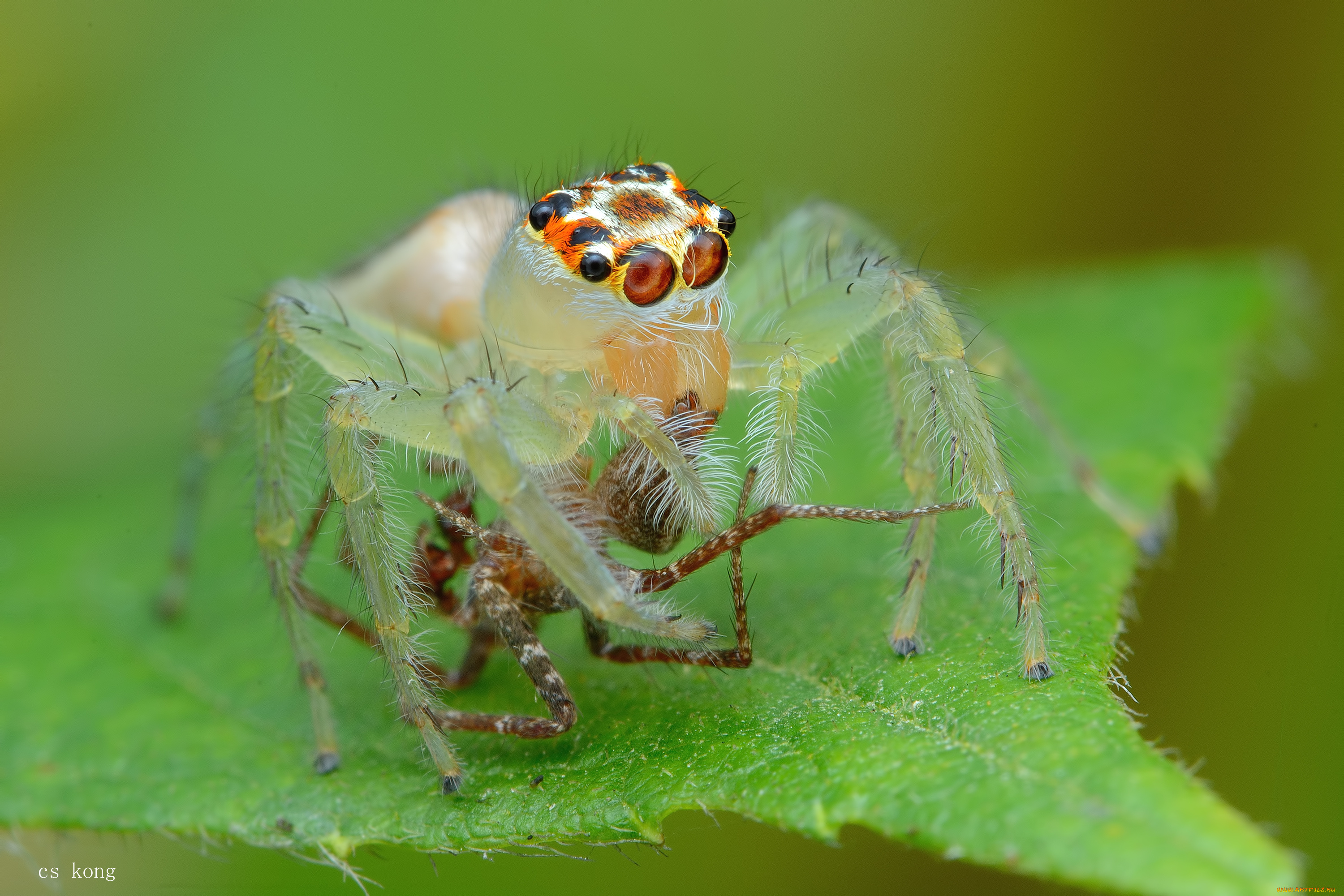 природа животные насекомое паук цветы без смс