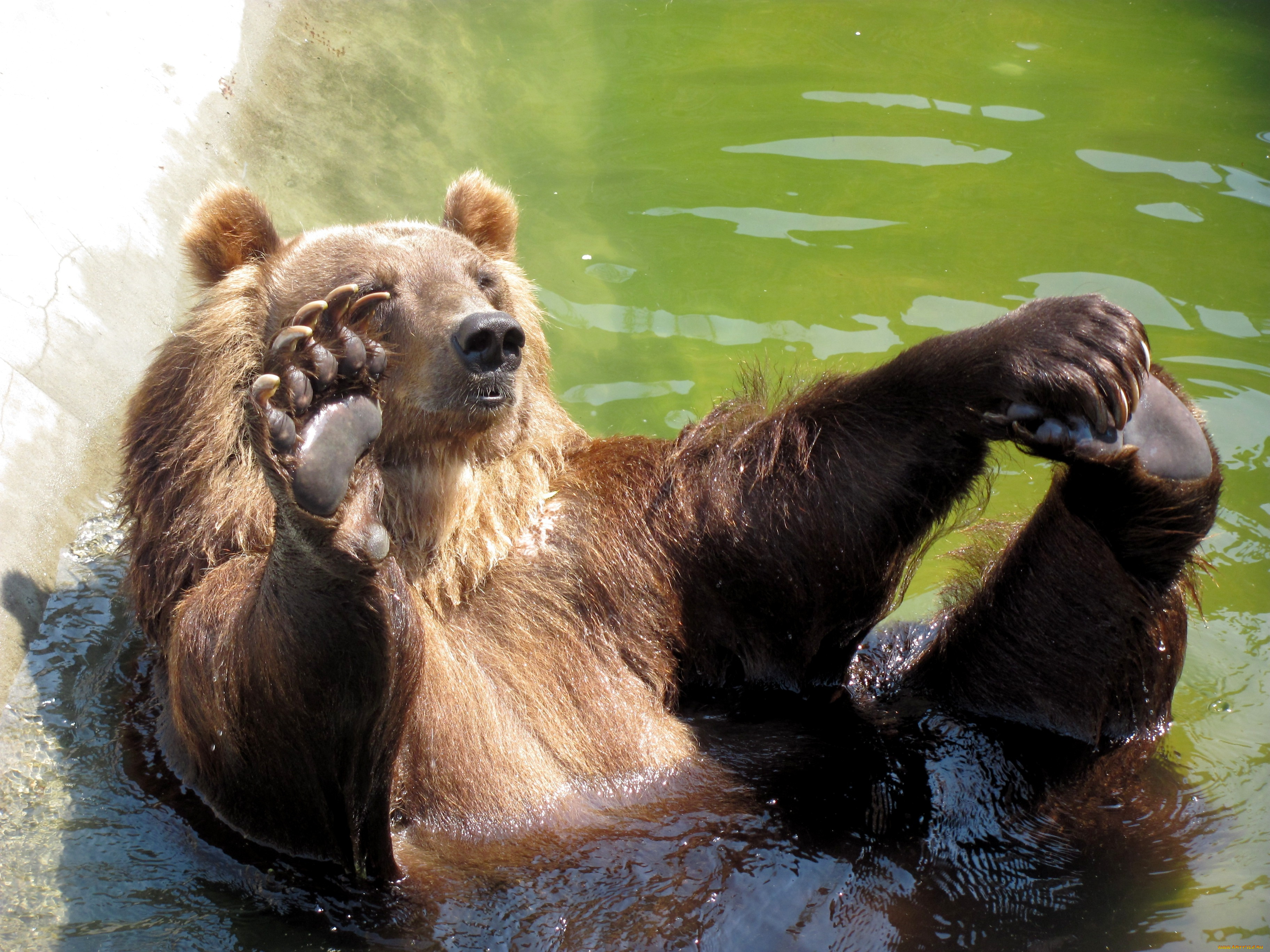 животные, медведи, бурый, медведь, вода, пятки