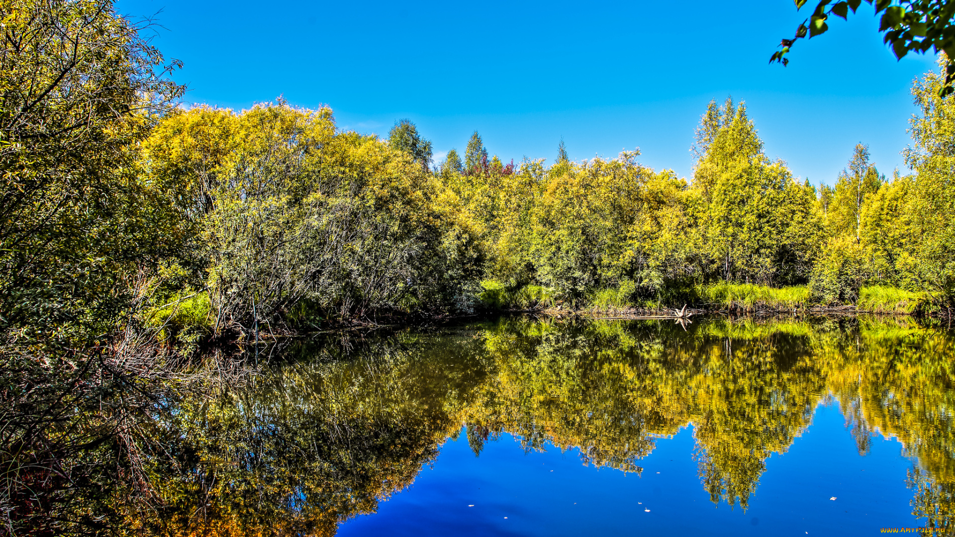 природа, реки, озера, река, лес