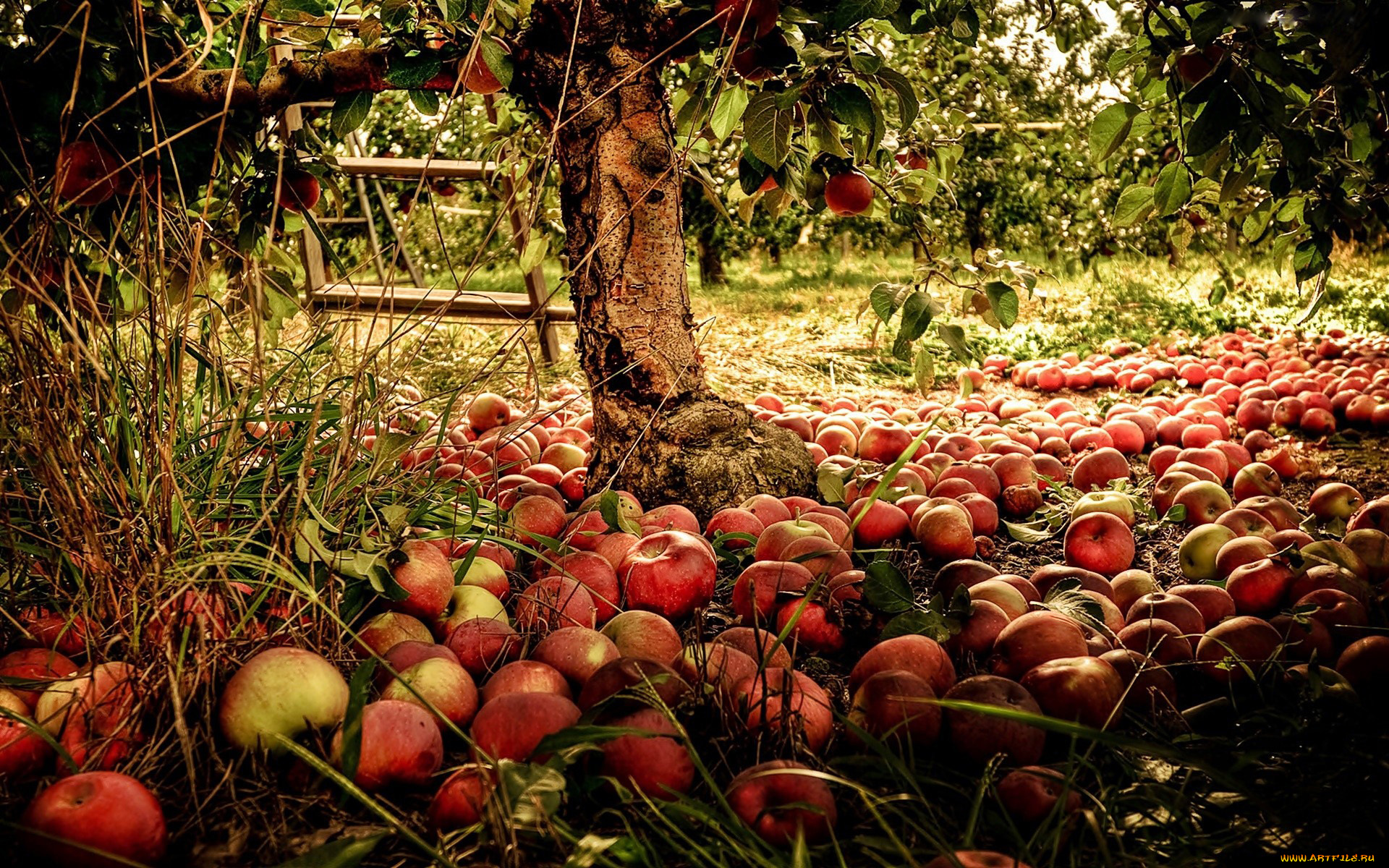 еда, Яблоки, дерево, яблоня, плоды, урожай, много