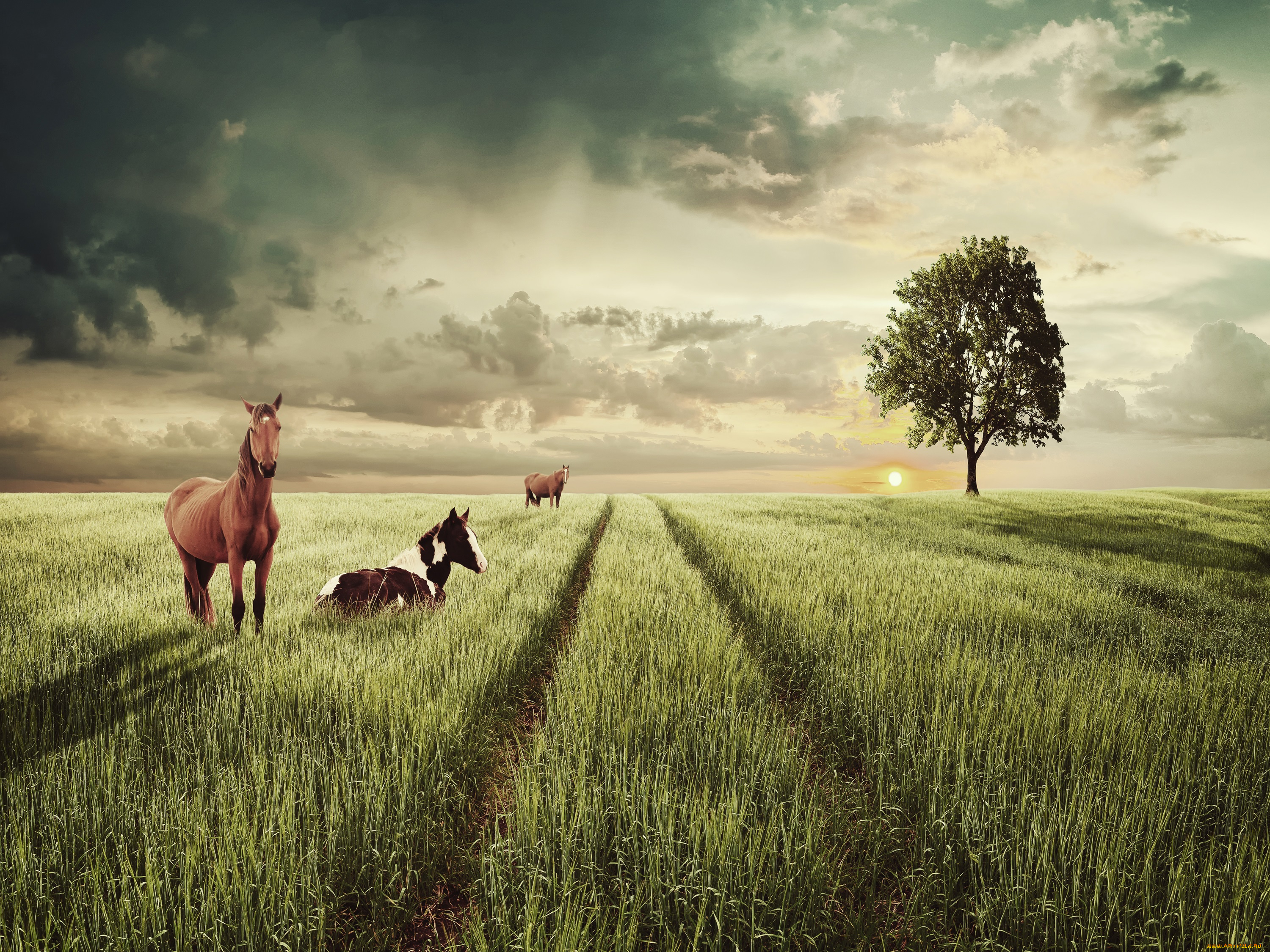 животные, лошади, колея, трава, дерево, поле, солнце, небо, пейзаж, облака
