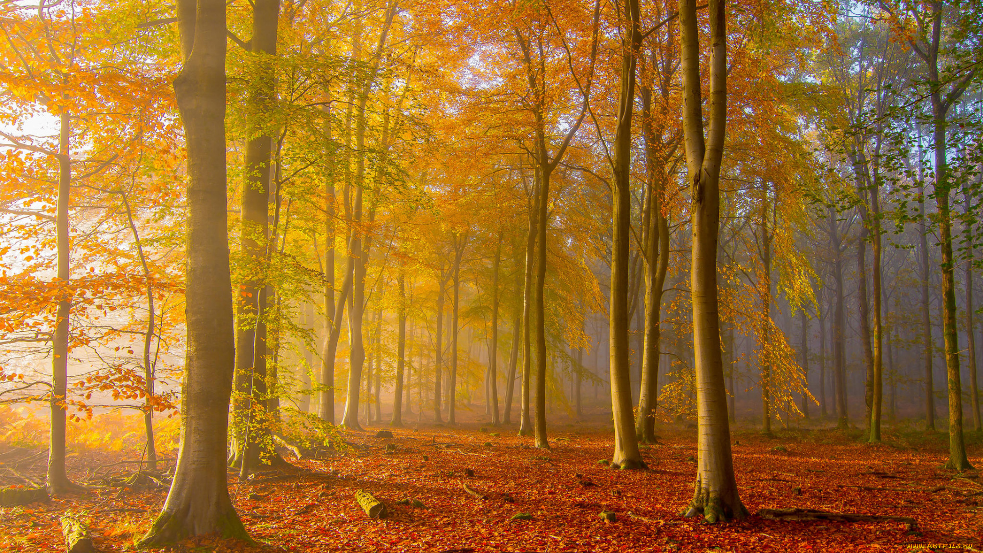 природа, лес, туман, деревья, осень