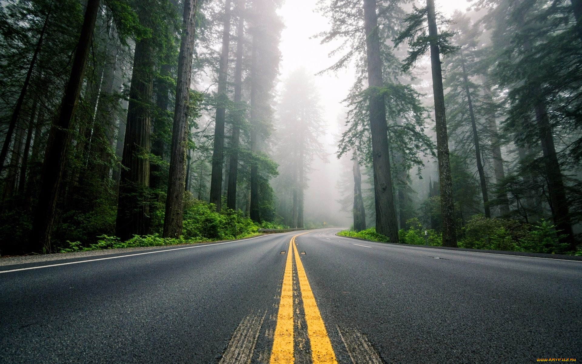 природа, дороги, туман, красиво, лес, дорога