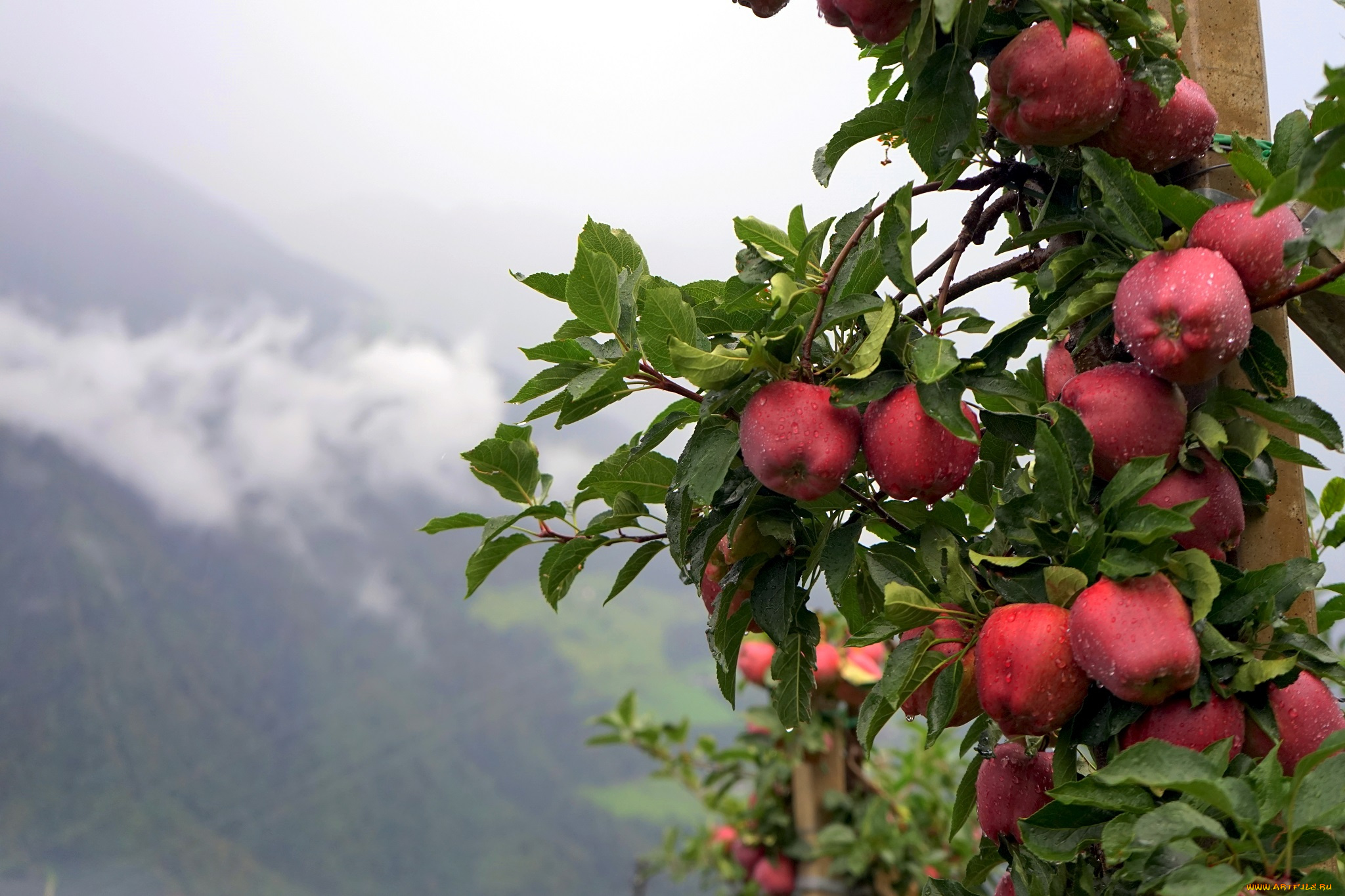 природа, плоды, лето, яблоки, капли, дождь