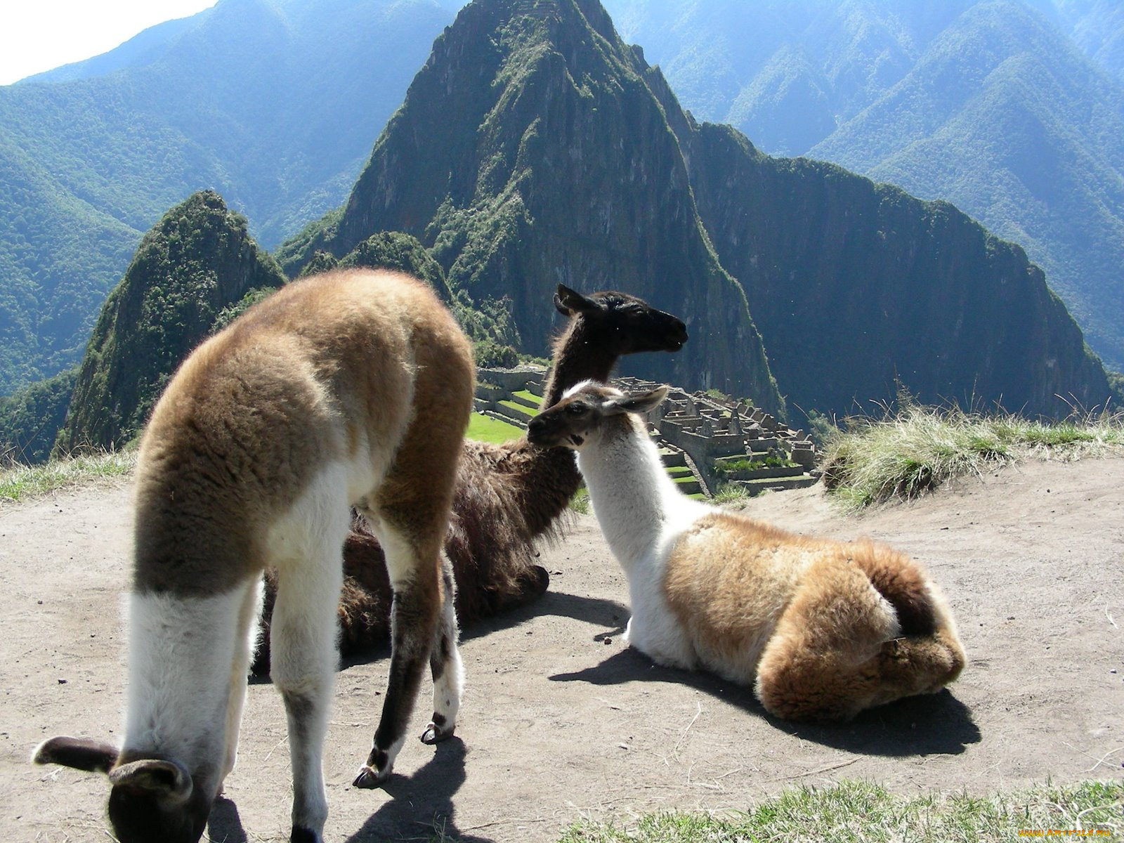 животные, ламы, lama