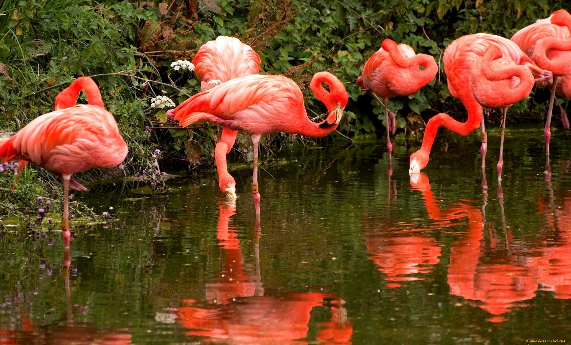 животные, фламинго, шея, отражение, много, розовый