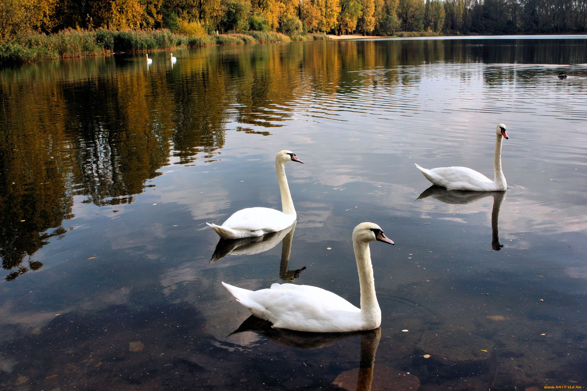 животные, лебеди, swan