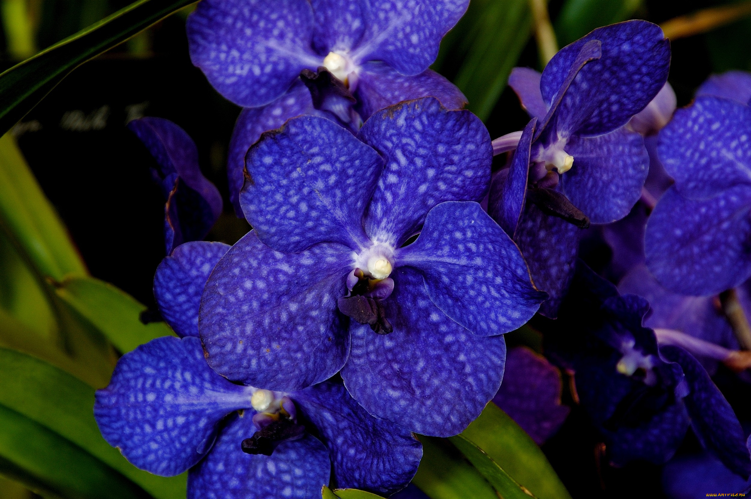 цветы, орхидеи, синий, экзотика