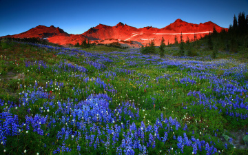Картинка природа луга цветы горы