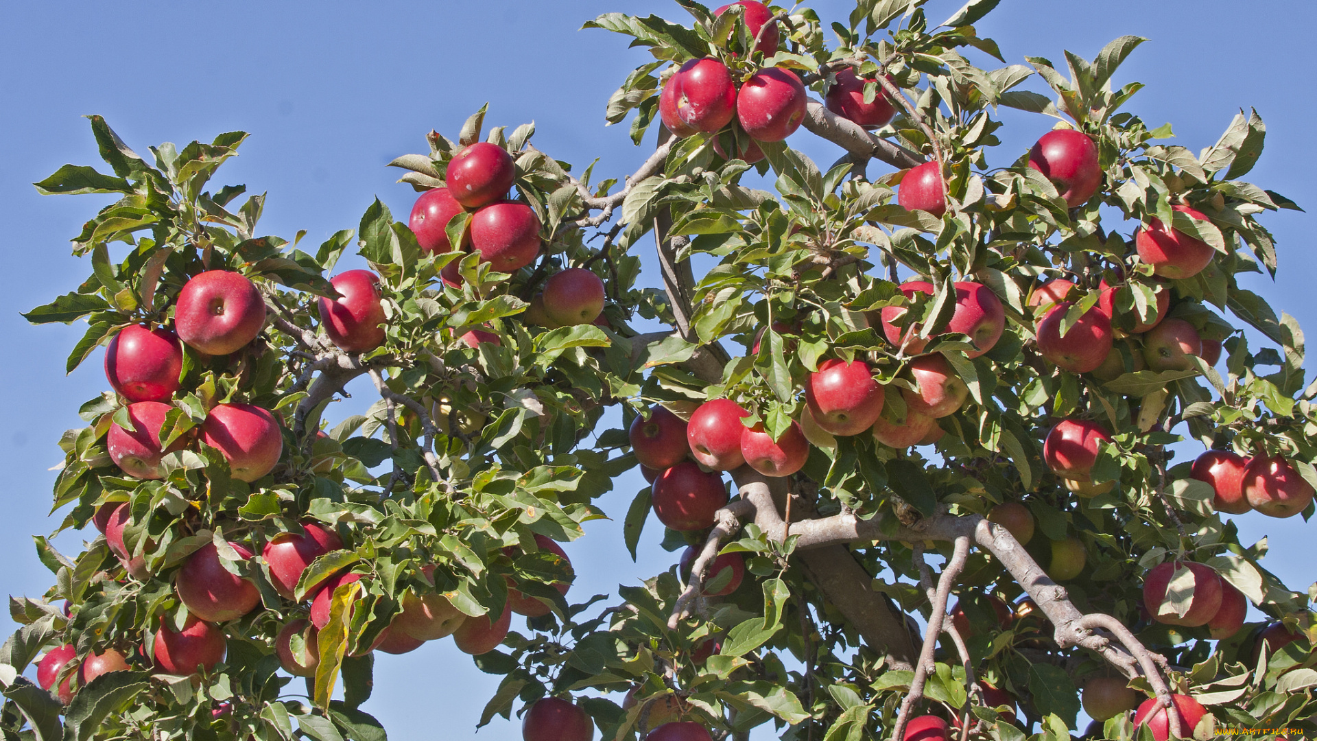 природа, плоды, яблоки, яблоня, небо, красные, листья, ветки