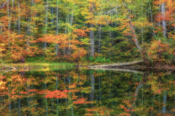 Картинка природа реки озера лес осень краски река
