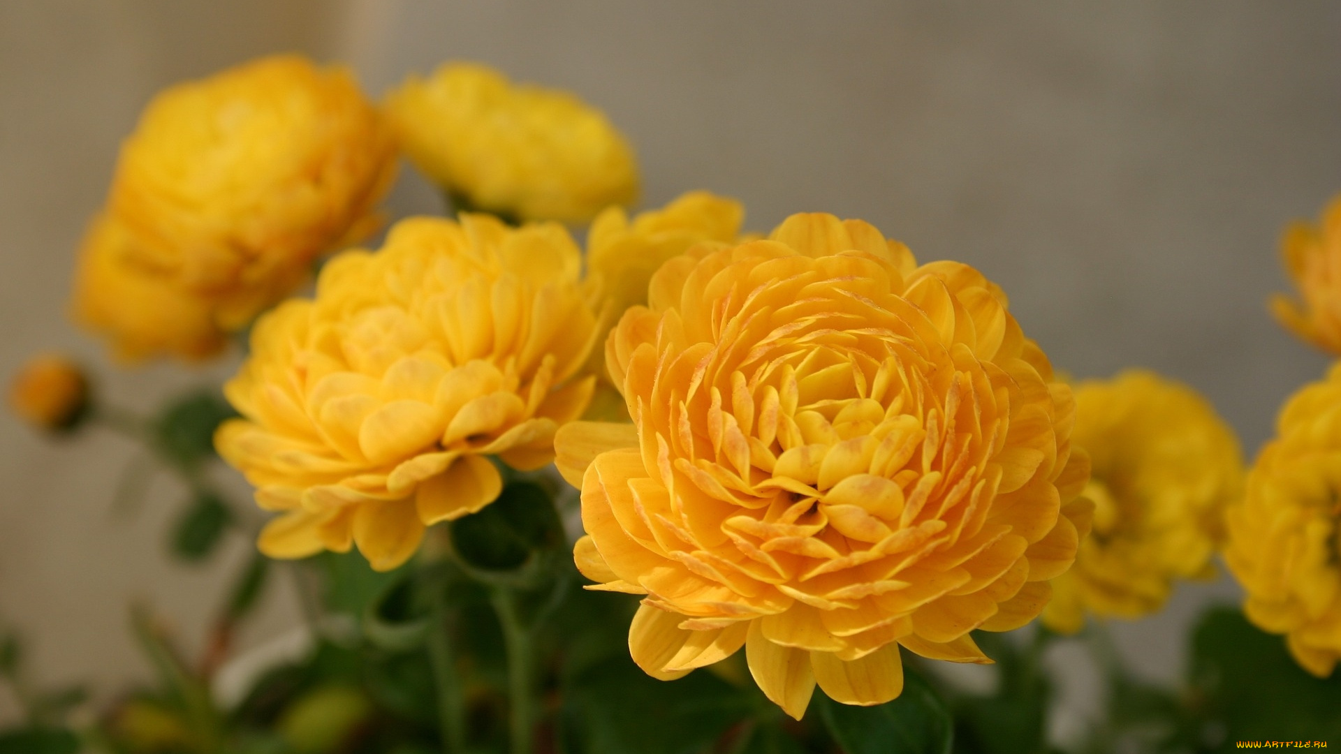 цветы, хризантемы, желтые