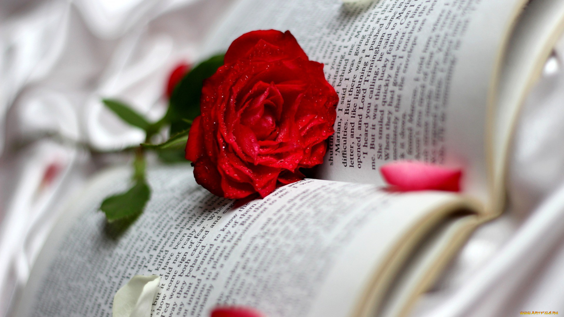 цветы, розы, роза, красная, лепестки, книга, текст